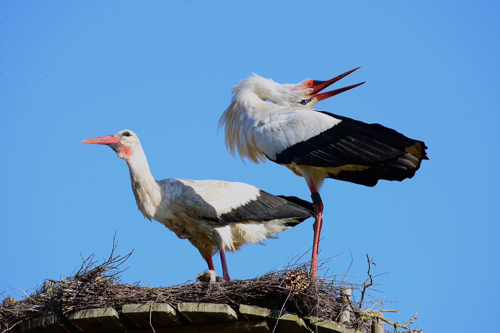Nikon D600 sample photo. Storks, white stork, balz photography
