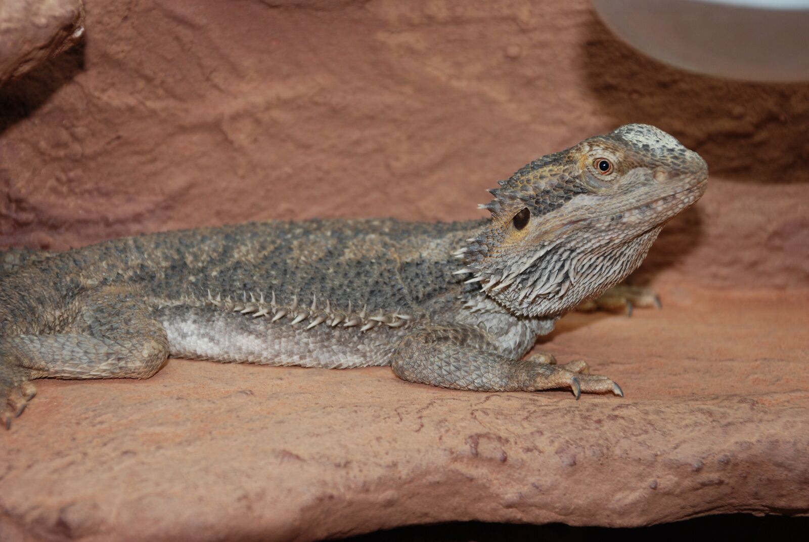 Nikon D80 sample photo. Lizard, reptile, zoo photography