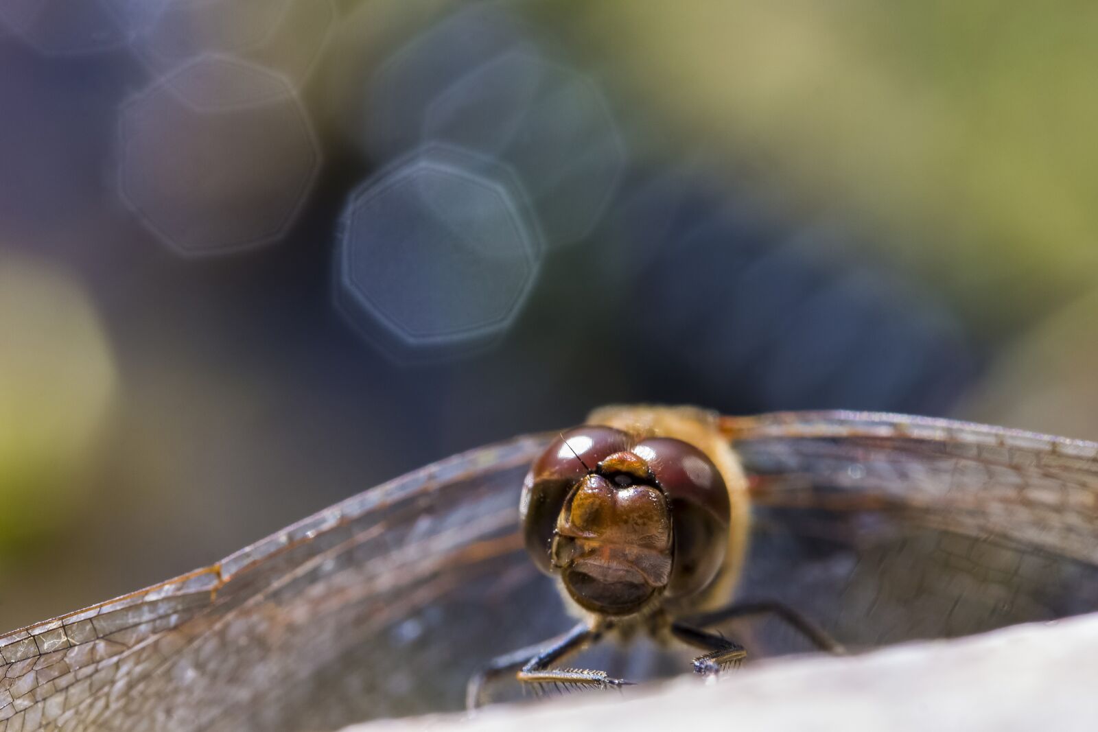 Canon EF-S 60mm F2.8 Macro USM sample photo. Dragonfly, nature, v zk photography