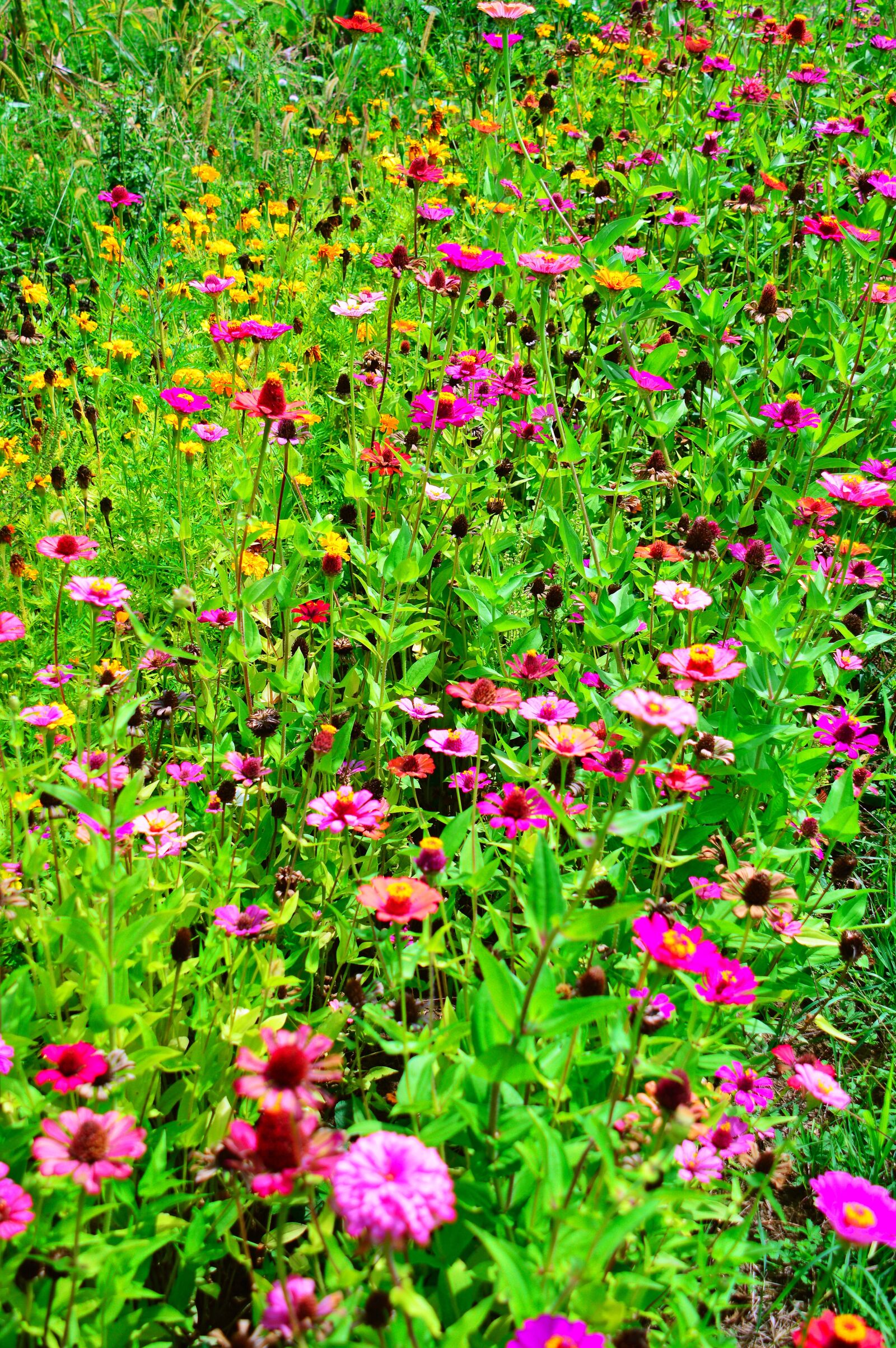 Nikon D3200 sample photo. Color, summer, flowers photography