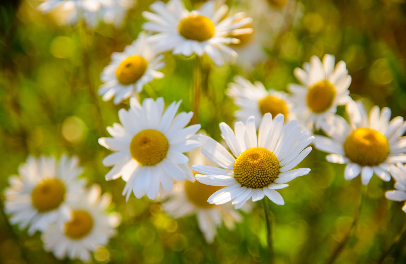 Nikon D800 sample photo. Macro, nature, flower photography