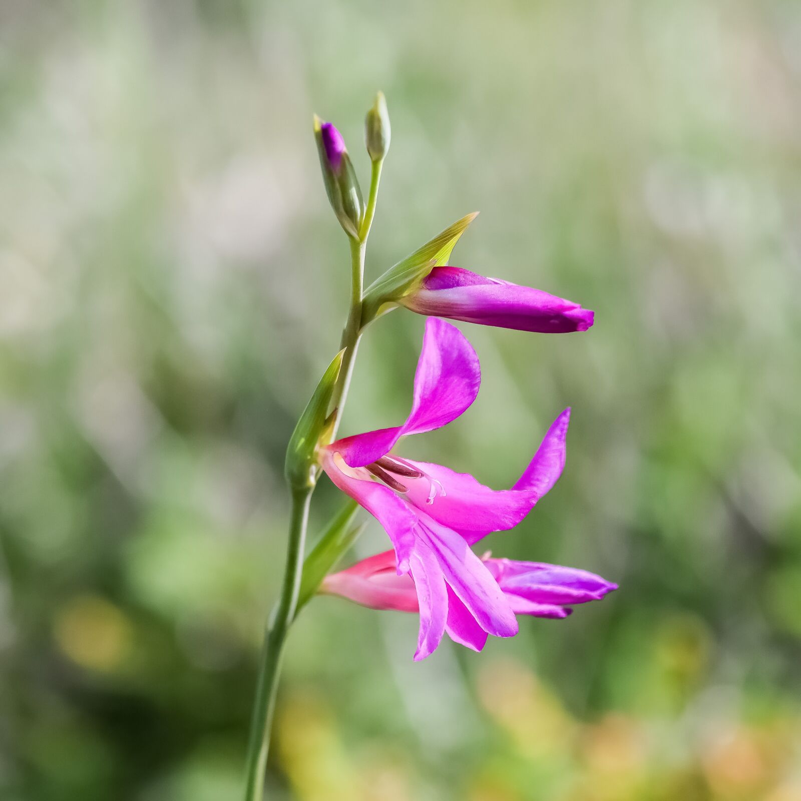 Nikon D3300 sample photo. Gladiolus italicus, common sword-lily photography