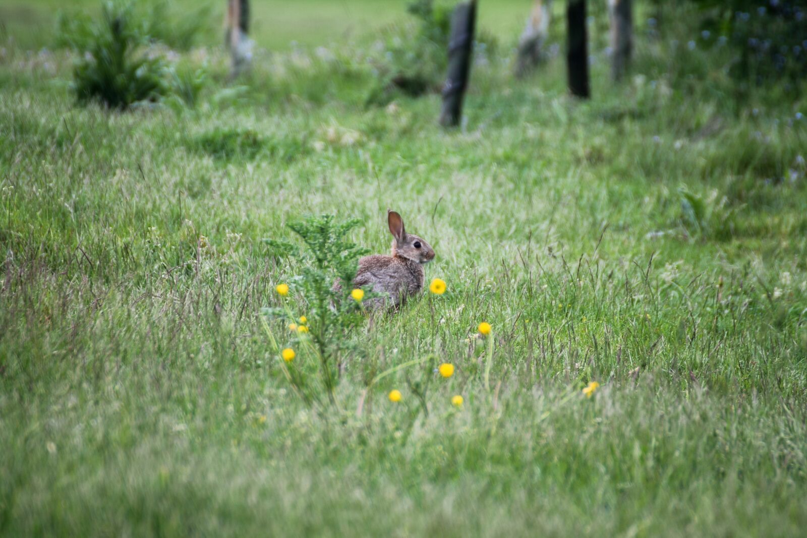Canon EOS 1100D (EOS Rebel T3 / EOS Kiss X50) sample photo. Rabbit, park, field photography