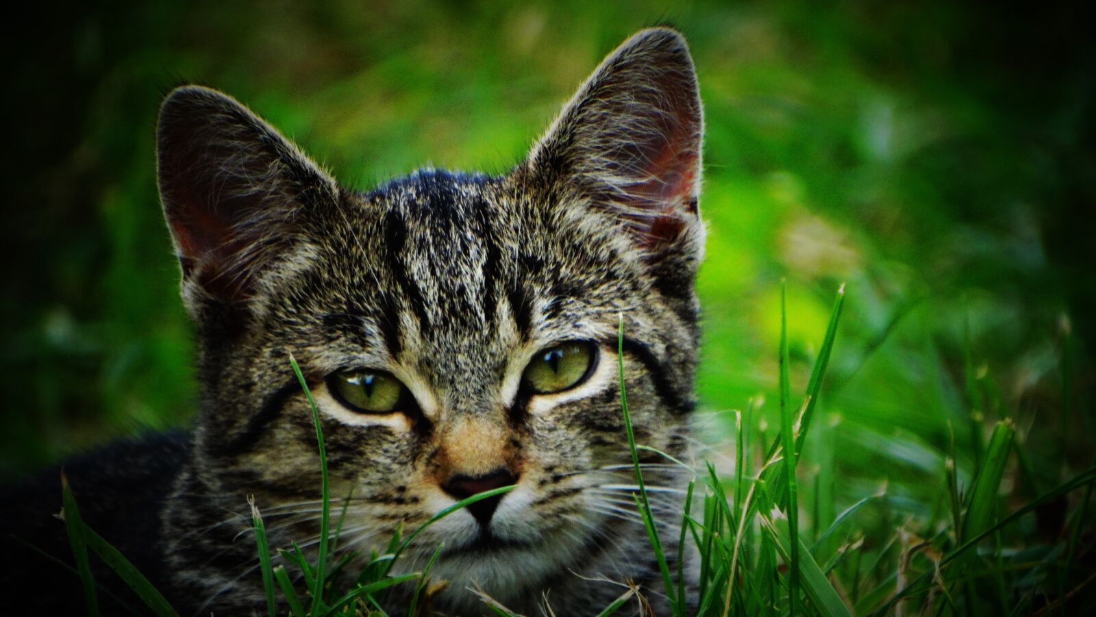 Sony Cyber-shot DSC-HX300 sample photo. Cat, kitten, pet photography
