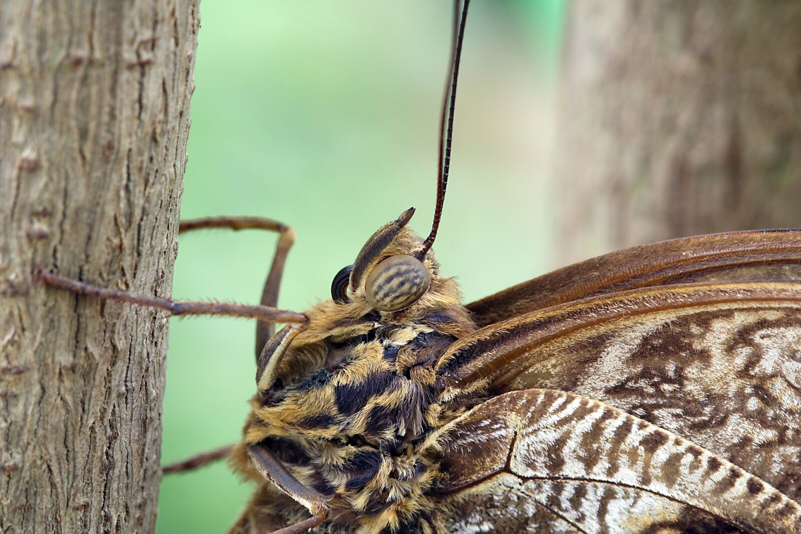 Canon EOS 350D (EOS Digital Rebel XT / EOS Kiss Digital N) sample photo. Butterfly, macro, close up photography