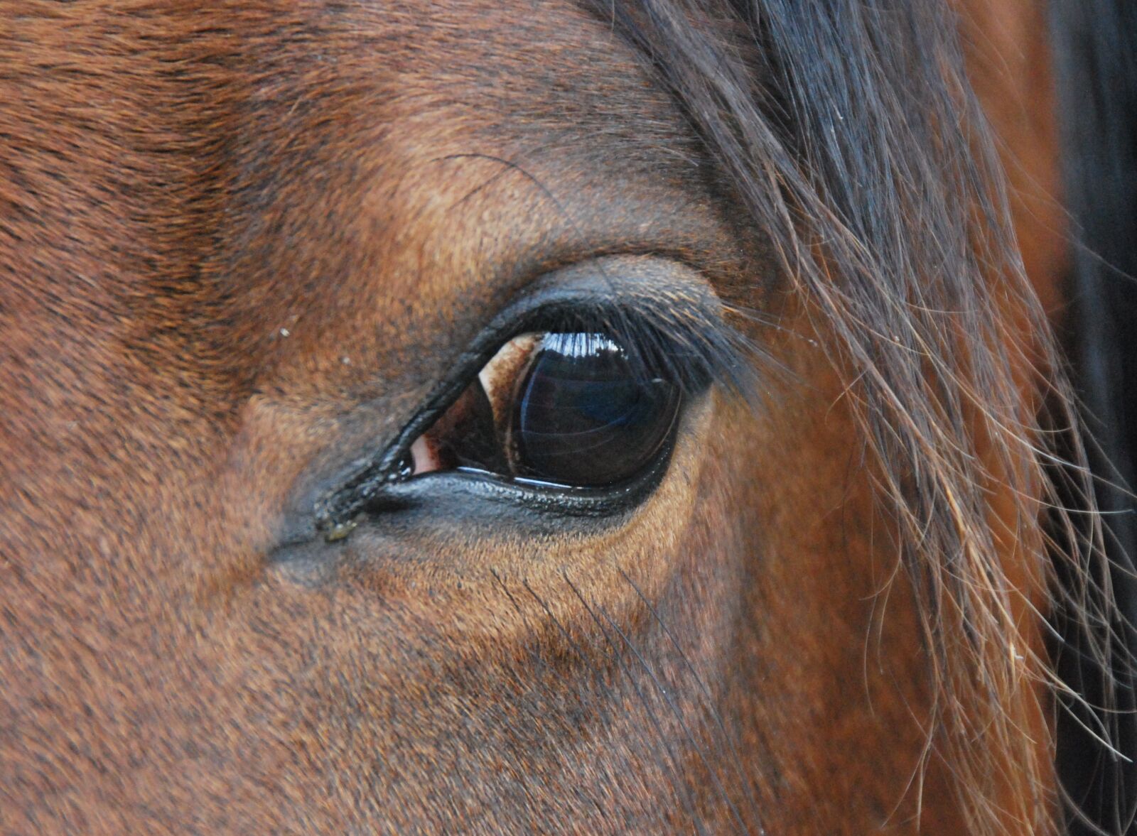 Nikon D60 sample photo. Animal, nature, horse photography