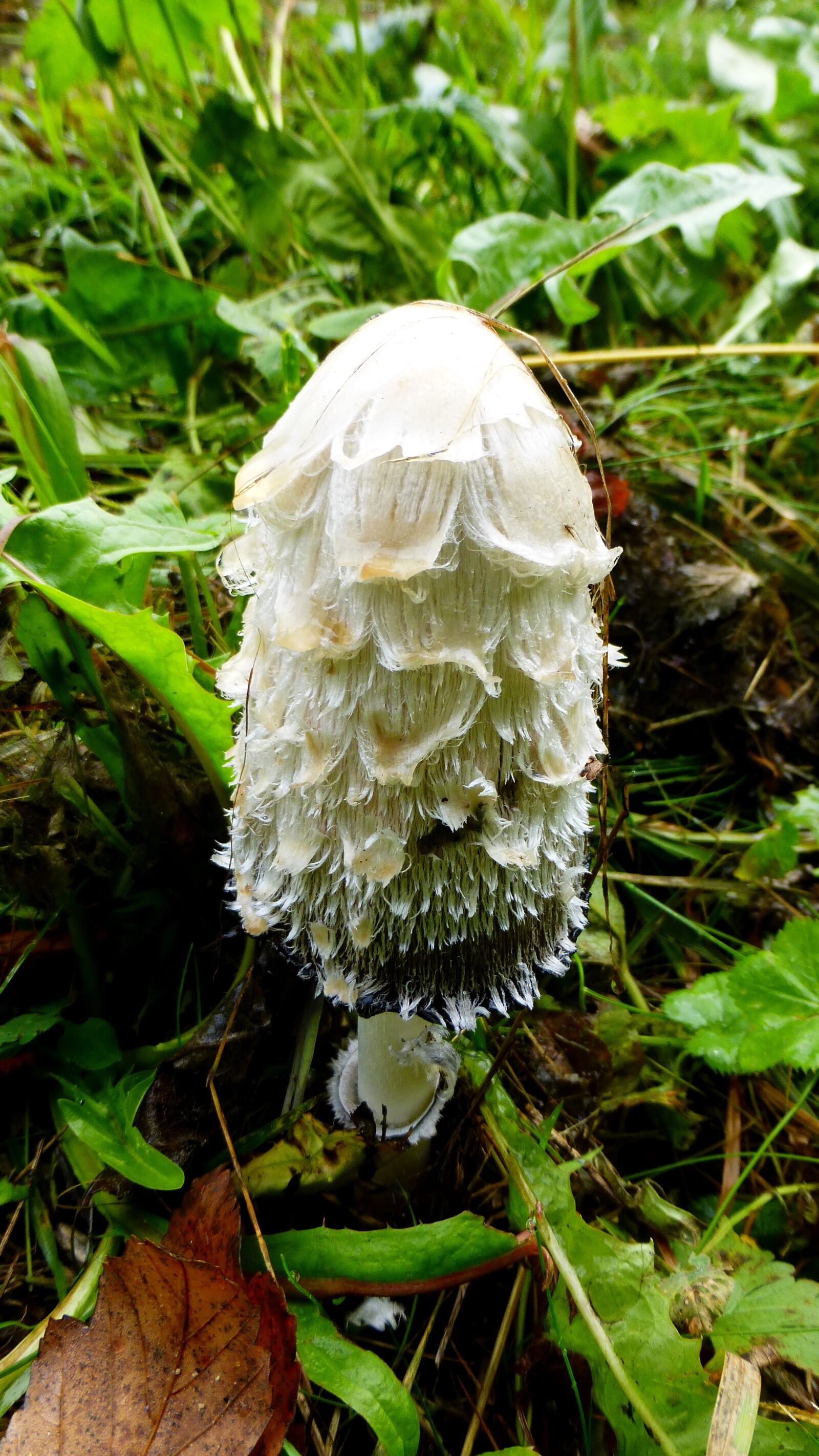 Panasonic Lumix DMC-ZS25 (Lumix DMC-TZ35) sample photo. Fungus, white, prairie photography
