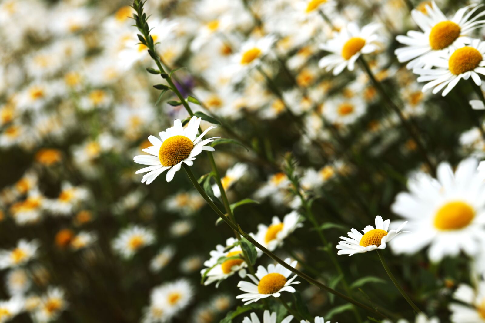 Canon EF 100mm F2.8L Macro IS USM sample photo. Daisy, flower, nature photography