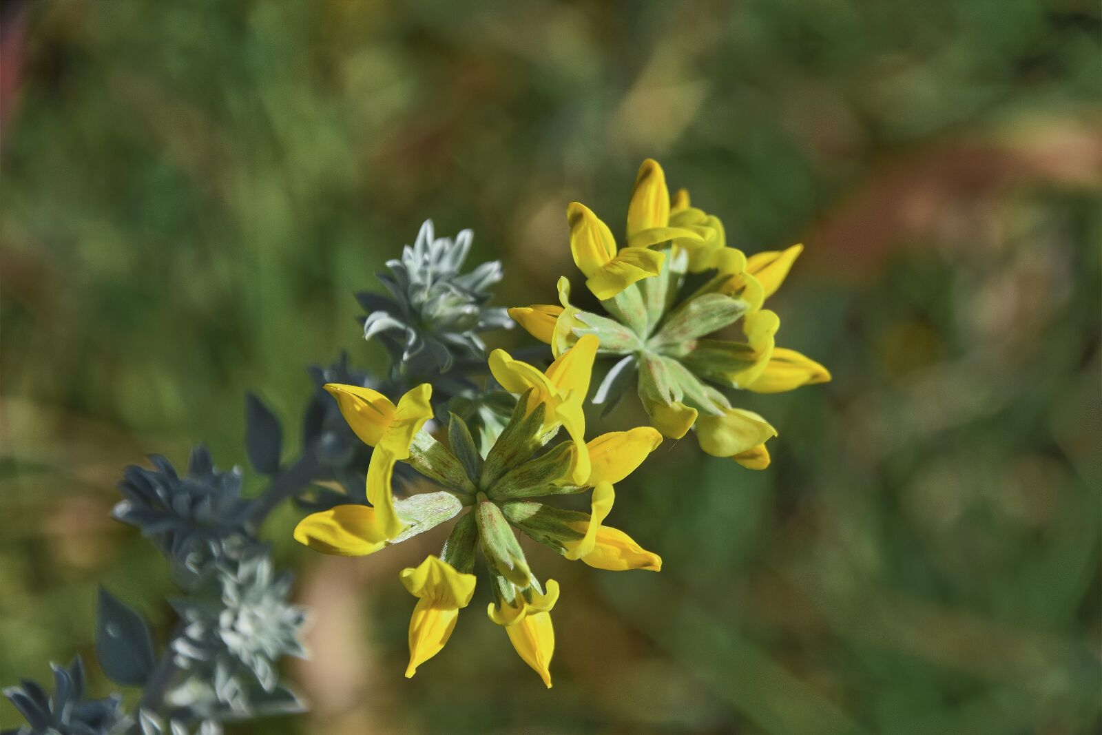 Nikon D7200 sample photo. Flower, garden, plant photography