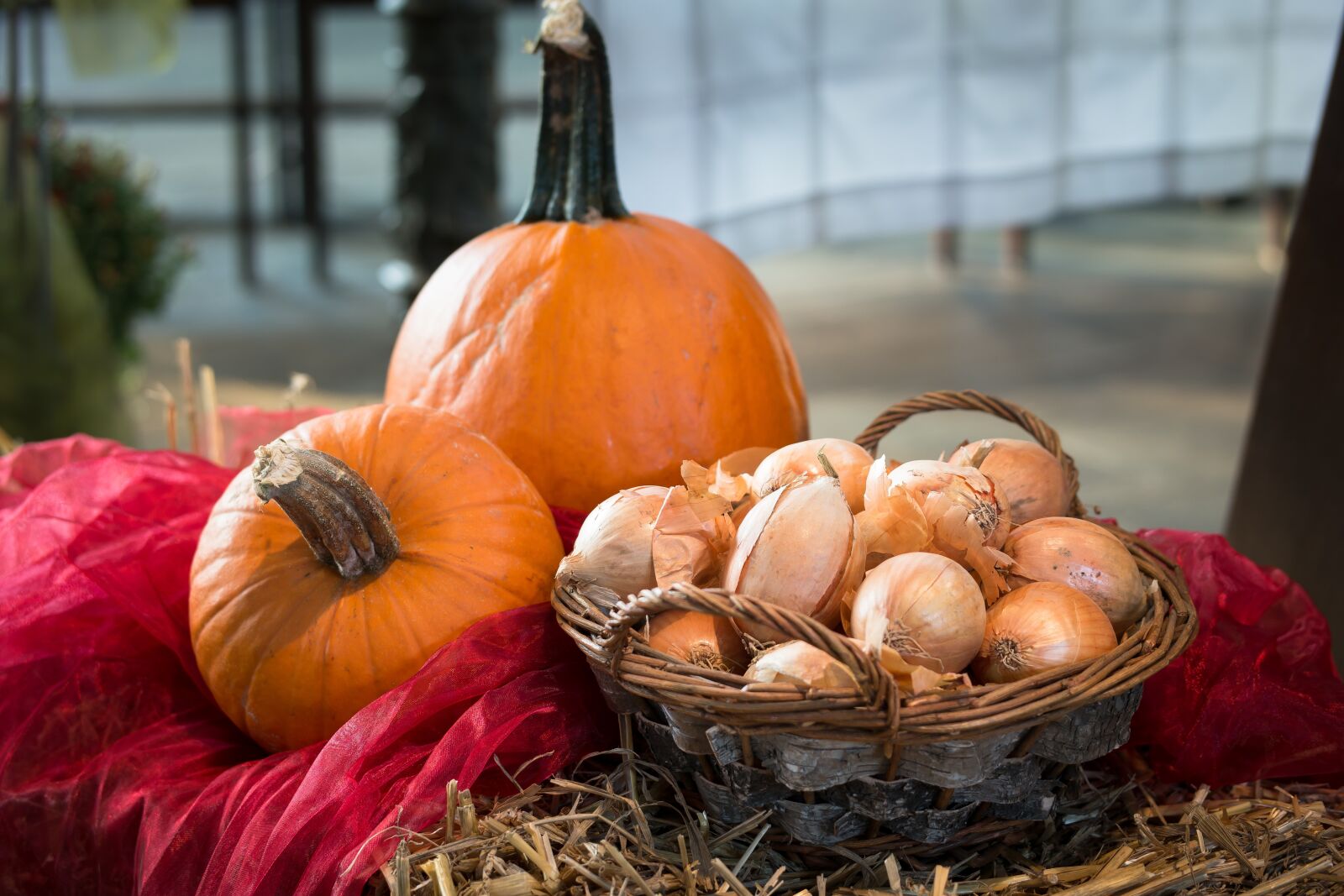 Samsung NX300M sample photo. Pumpkin, onions, thanksgiving photography