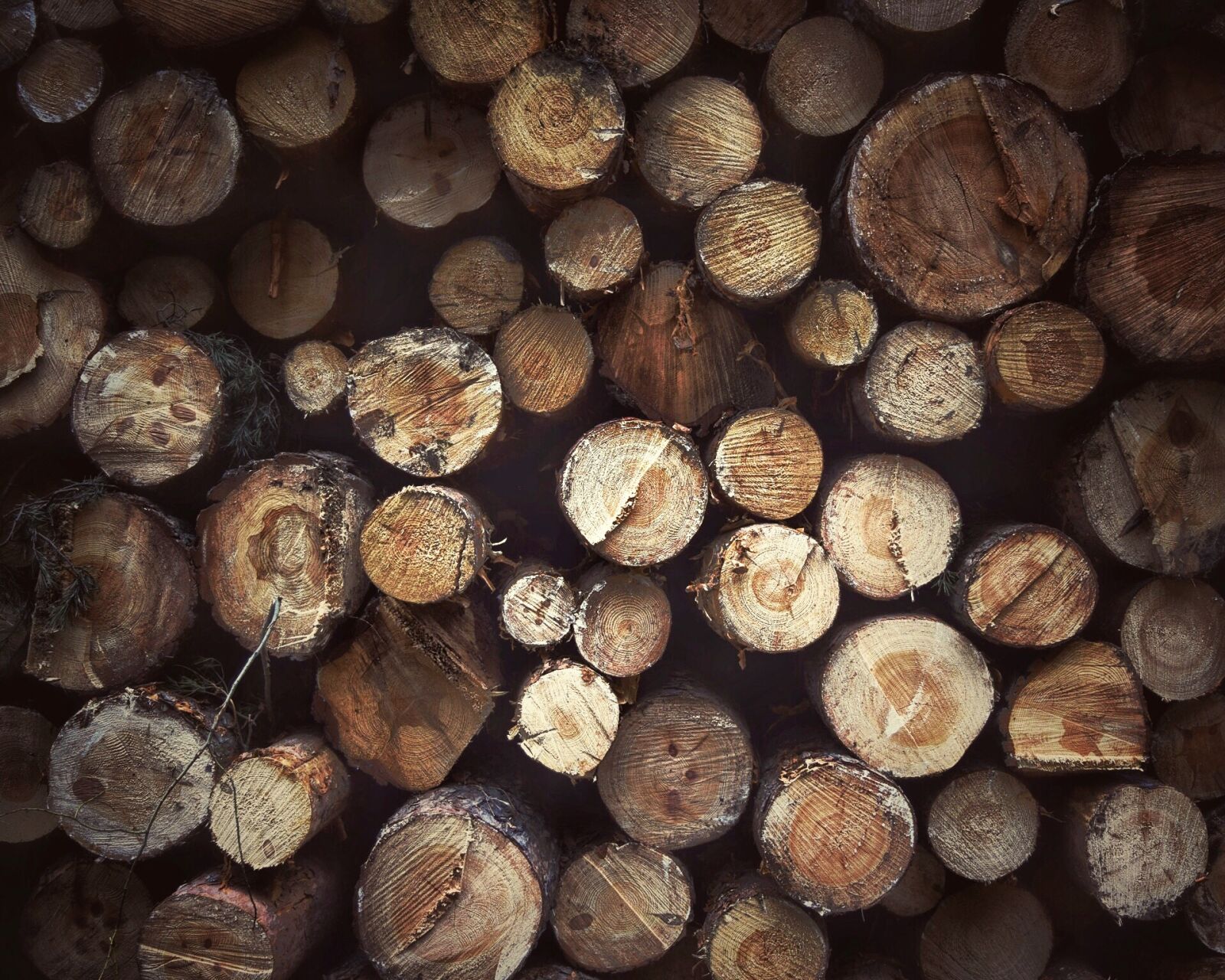 Nikon D5300 sample photo. Wood, logs, many photography