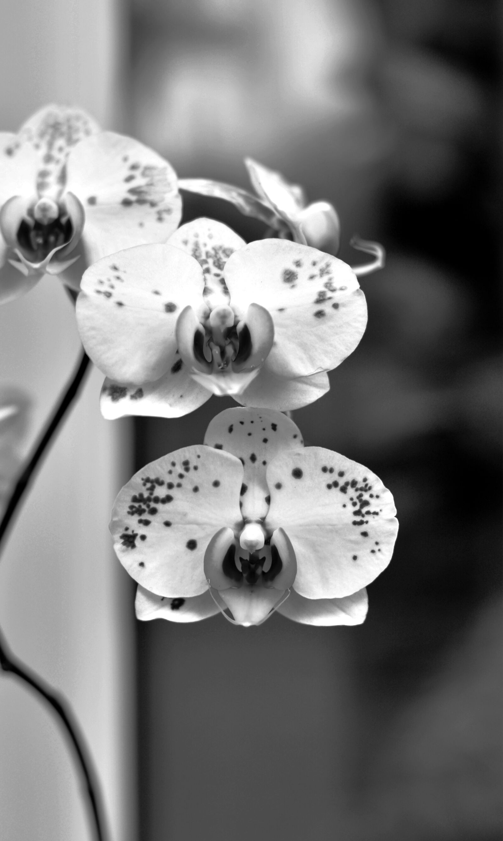 Nikon D5200 sample photo. Orchids, flowers, tropical photography