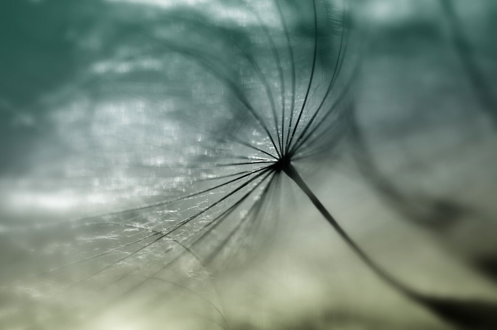 Nikon D90 sample photo. Had salsify, dandelion, seeds photography