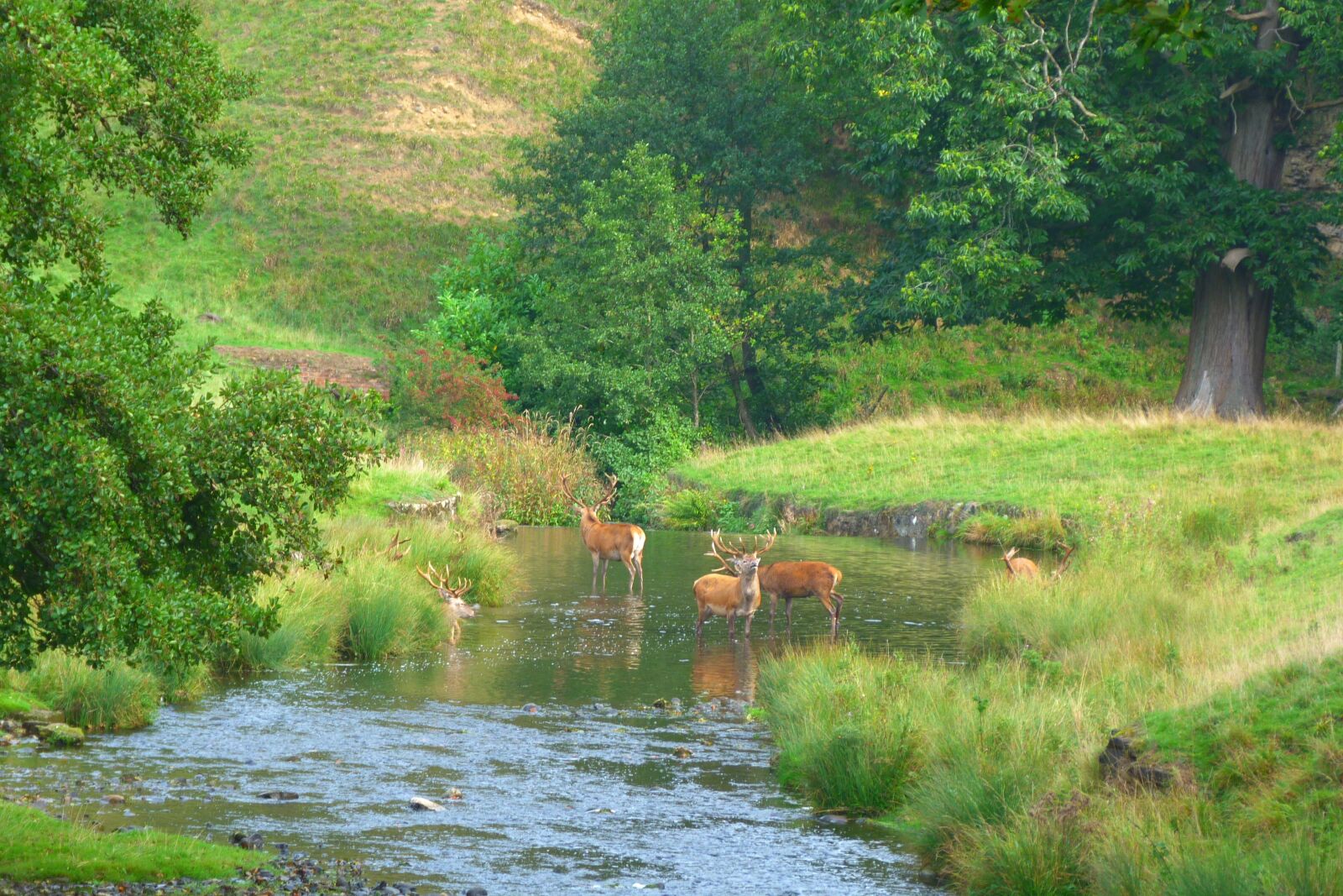 Panasonic Lumix DMC-FZ40 (Lumix DMC-FZ45) sample photo. Yorkshire, dales, deer photography