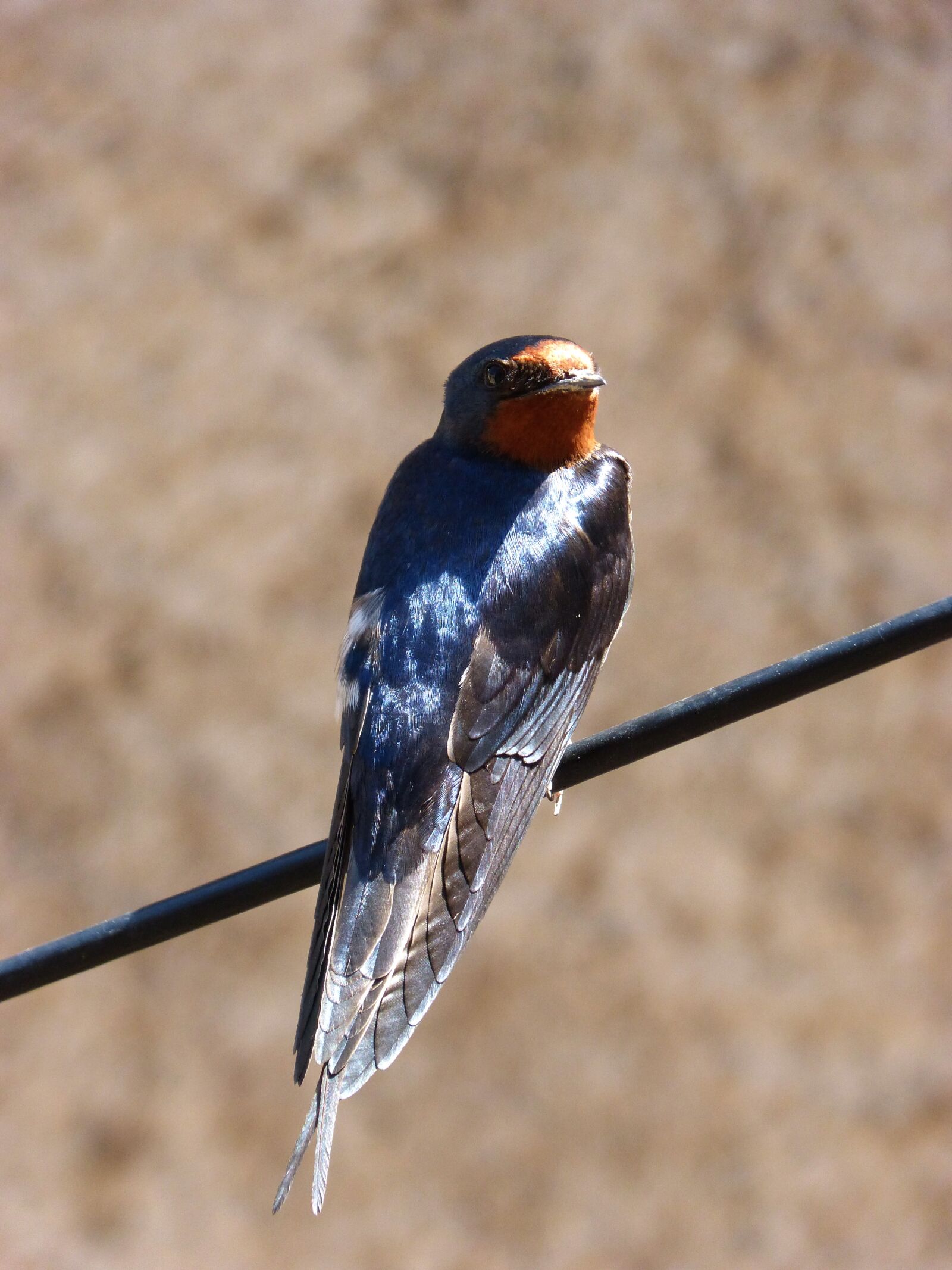 Panasonic DMC-FZ62 sample photo. Swallow, oreneta, hirundo rustica photography