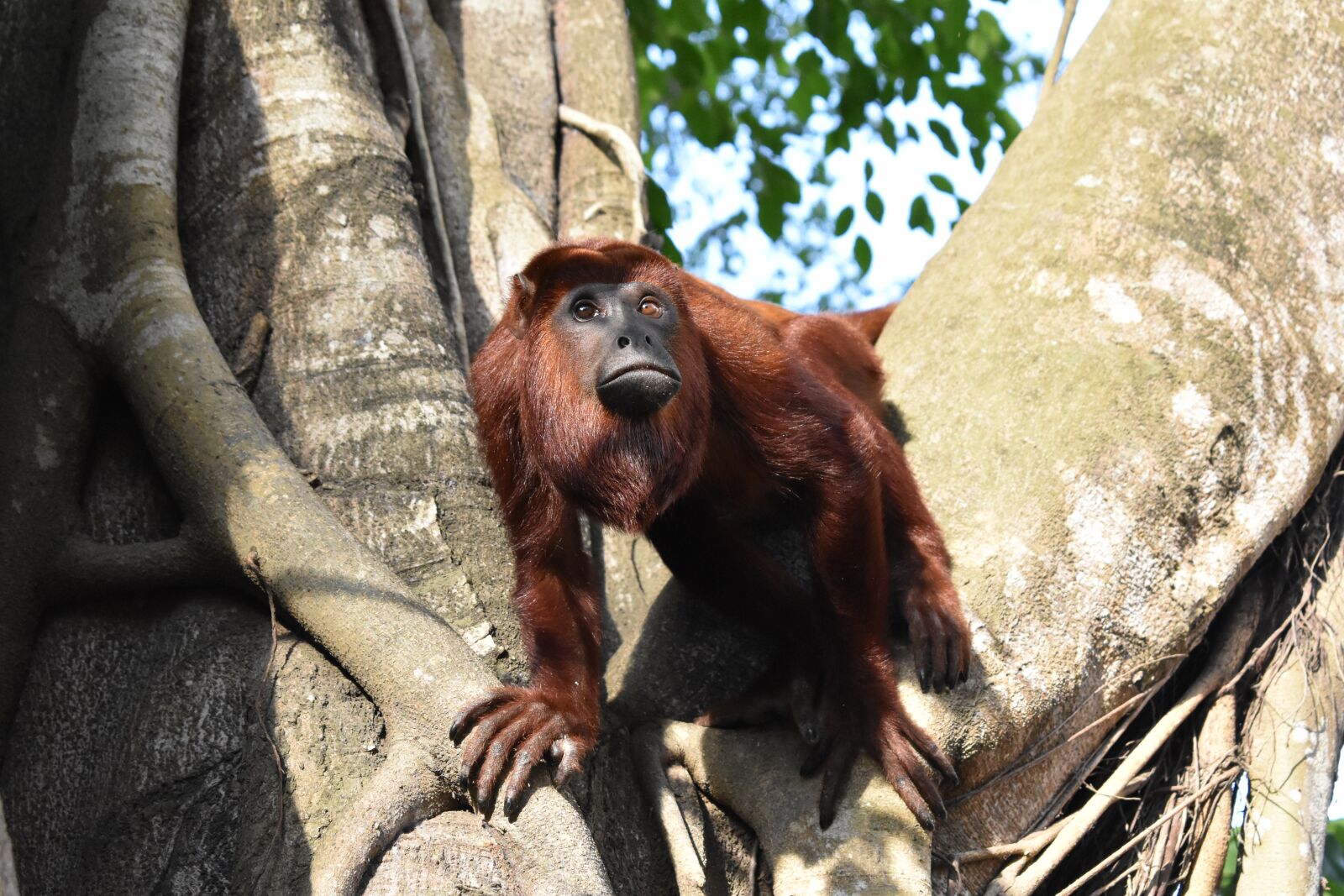 Nikon D3400 sample photo. Mono colorao, primate, monkey photography