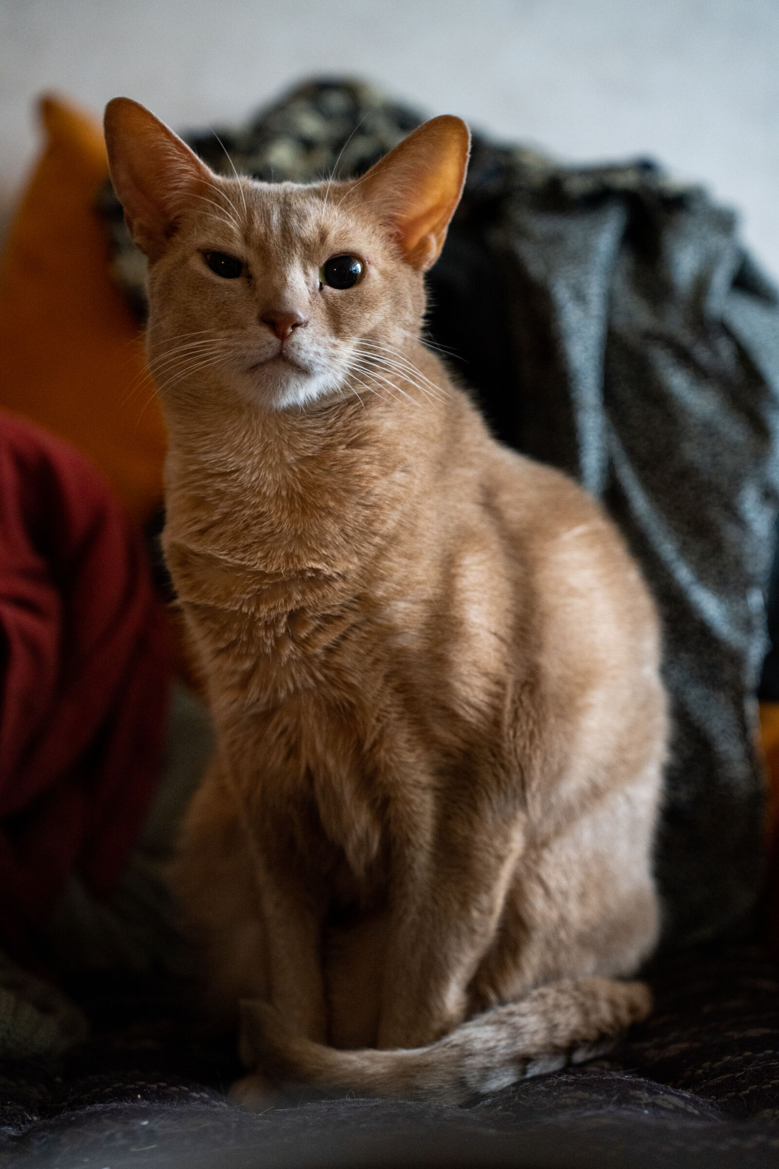 Sony a7R IV + Tamron 28-75mm F2.8 Di III VXD G2 sample photo. The cat analog photography