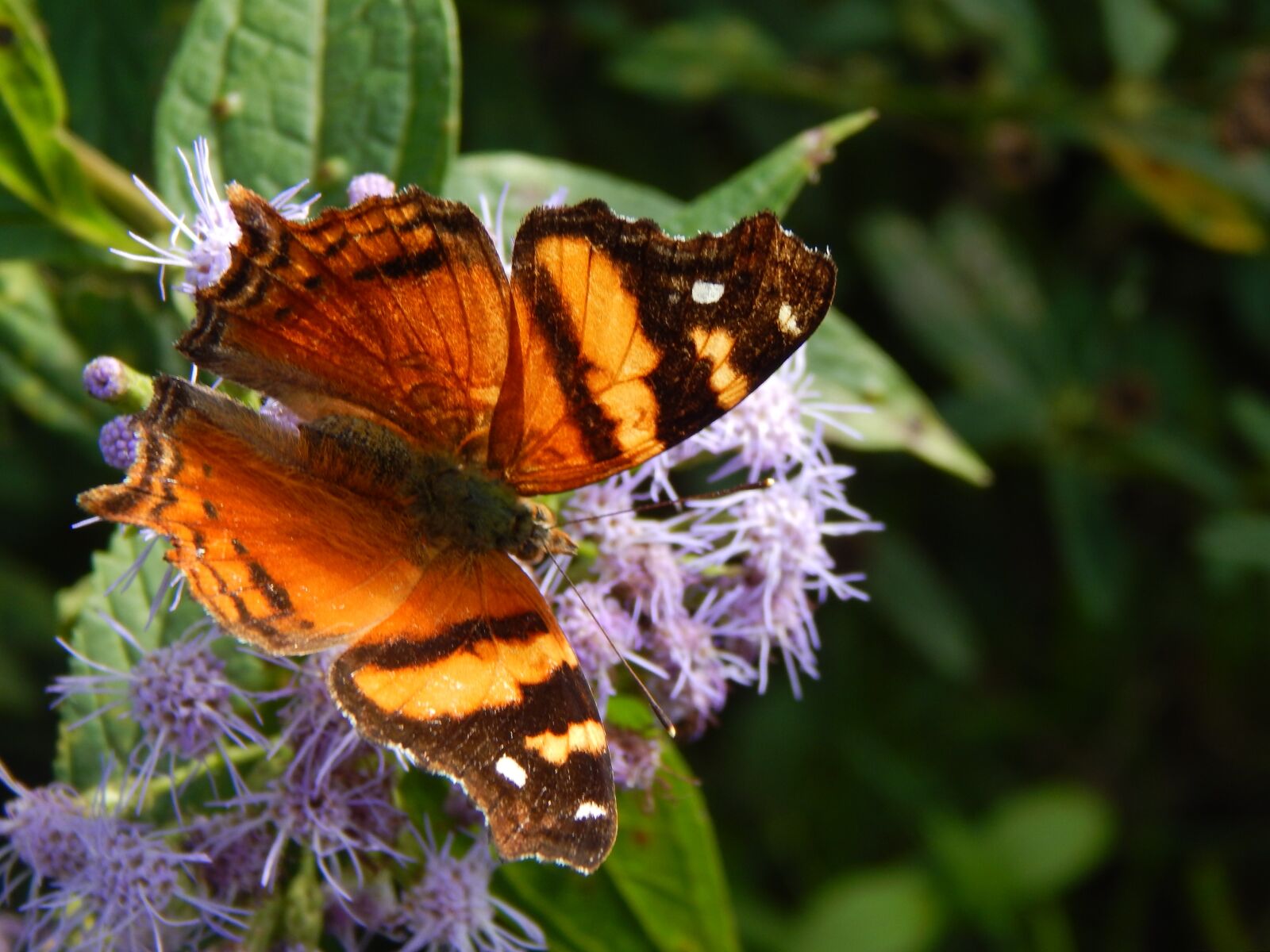 Nikon Coolpix L820 sample photo. Butterfly, orange, sucking photography