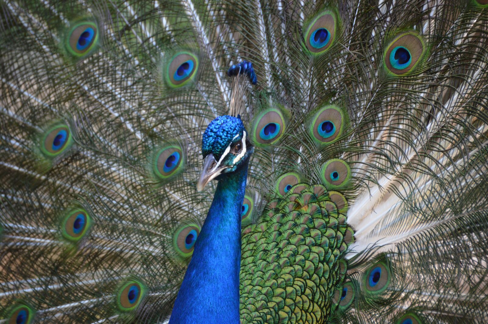 Nikon D3200 sample photo. Animal, pen, peacock photography