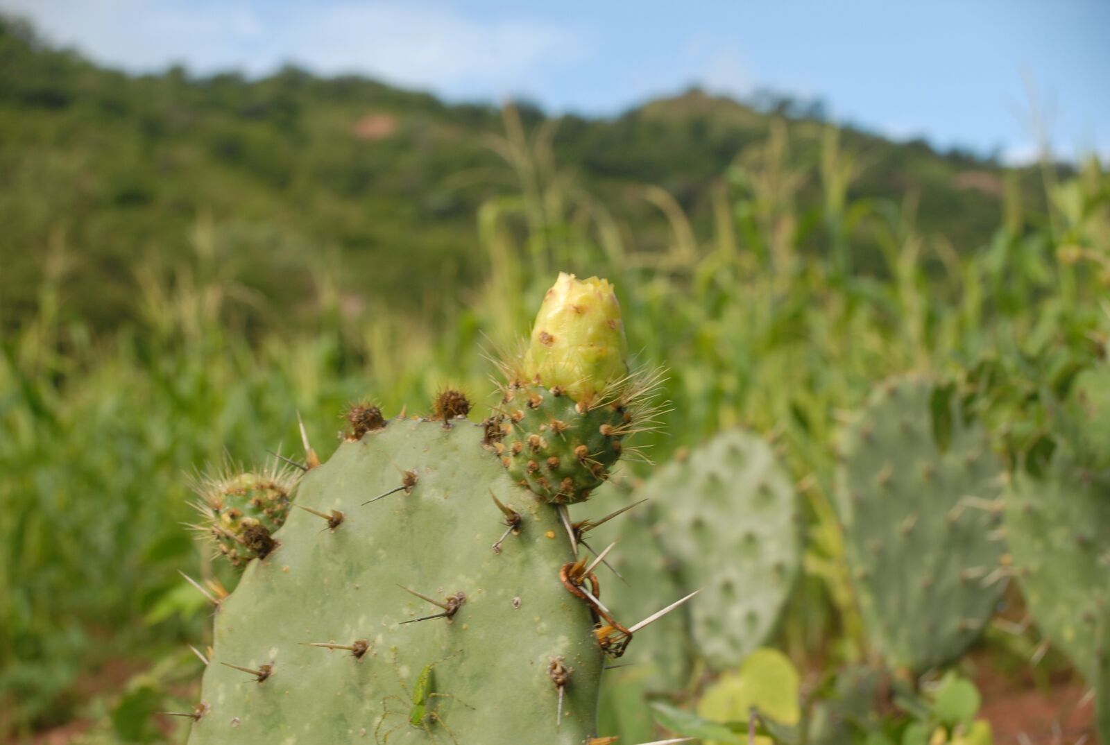 Nikon D200 sample photo. Flora, wild, flowers photography
