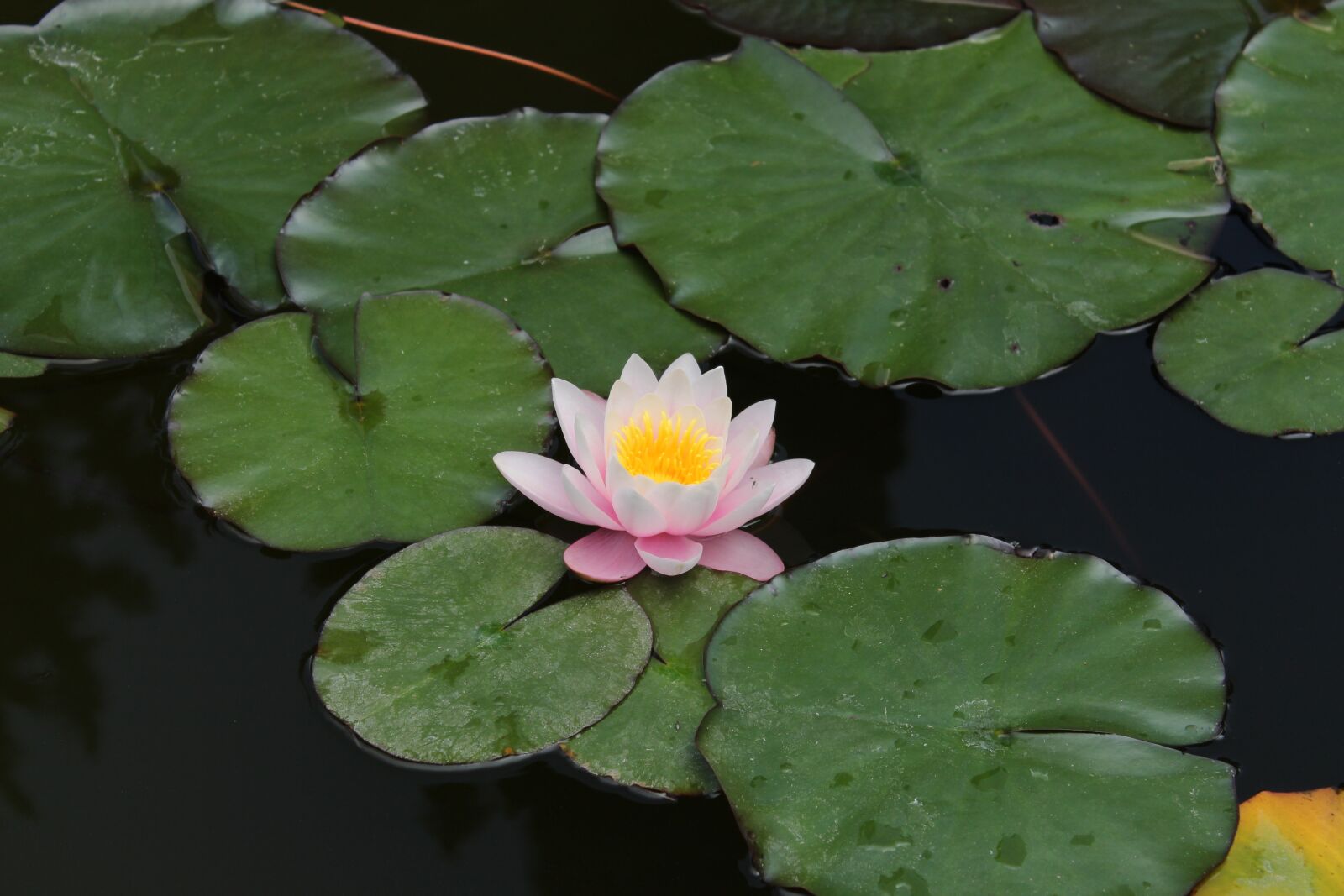 Canon EOS 650D (EOS Rebel T4i / EOS Kiss X6i) sample photo. Nature, flower, pond photography