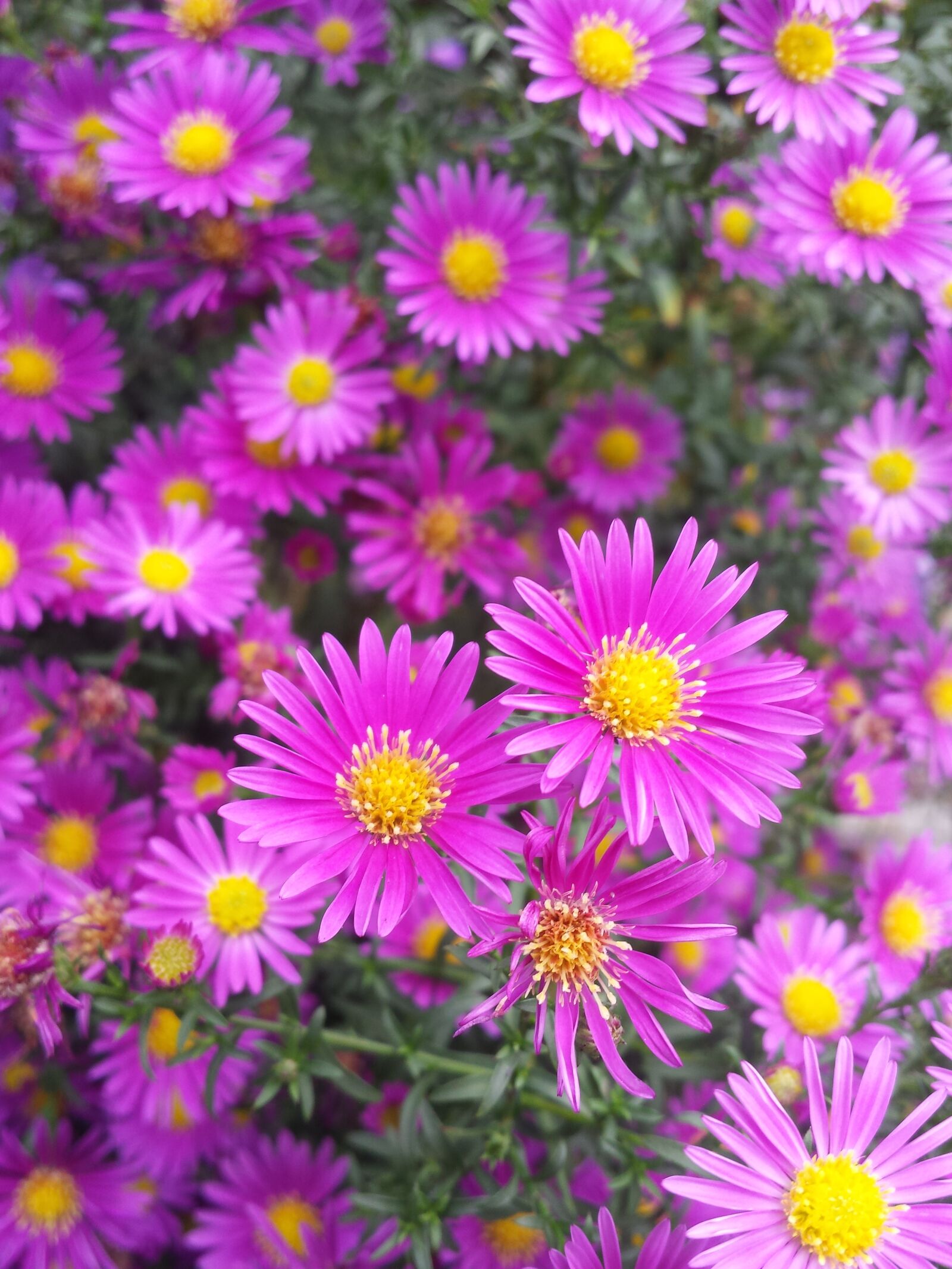 Samsung Galaxy S4 sample photo. Asters, flowers, aster photography