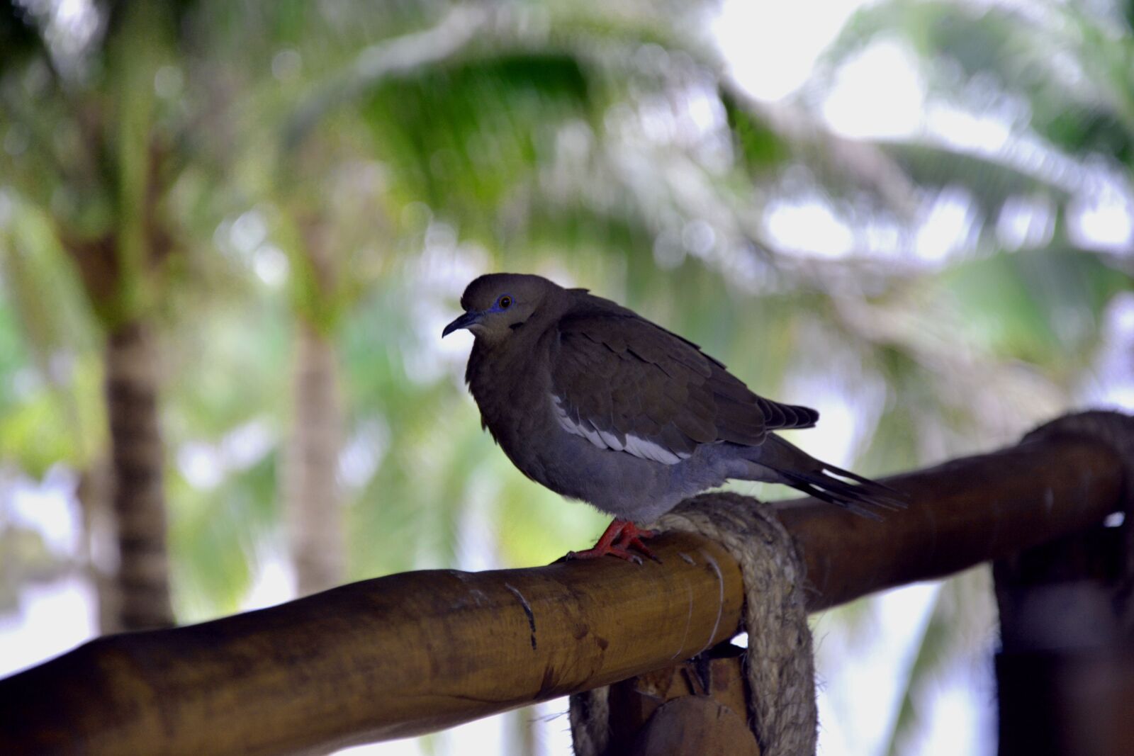 Nikon D7100 sample photo. Summer, tropical, nature photography