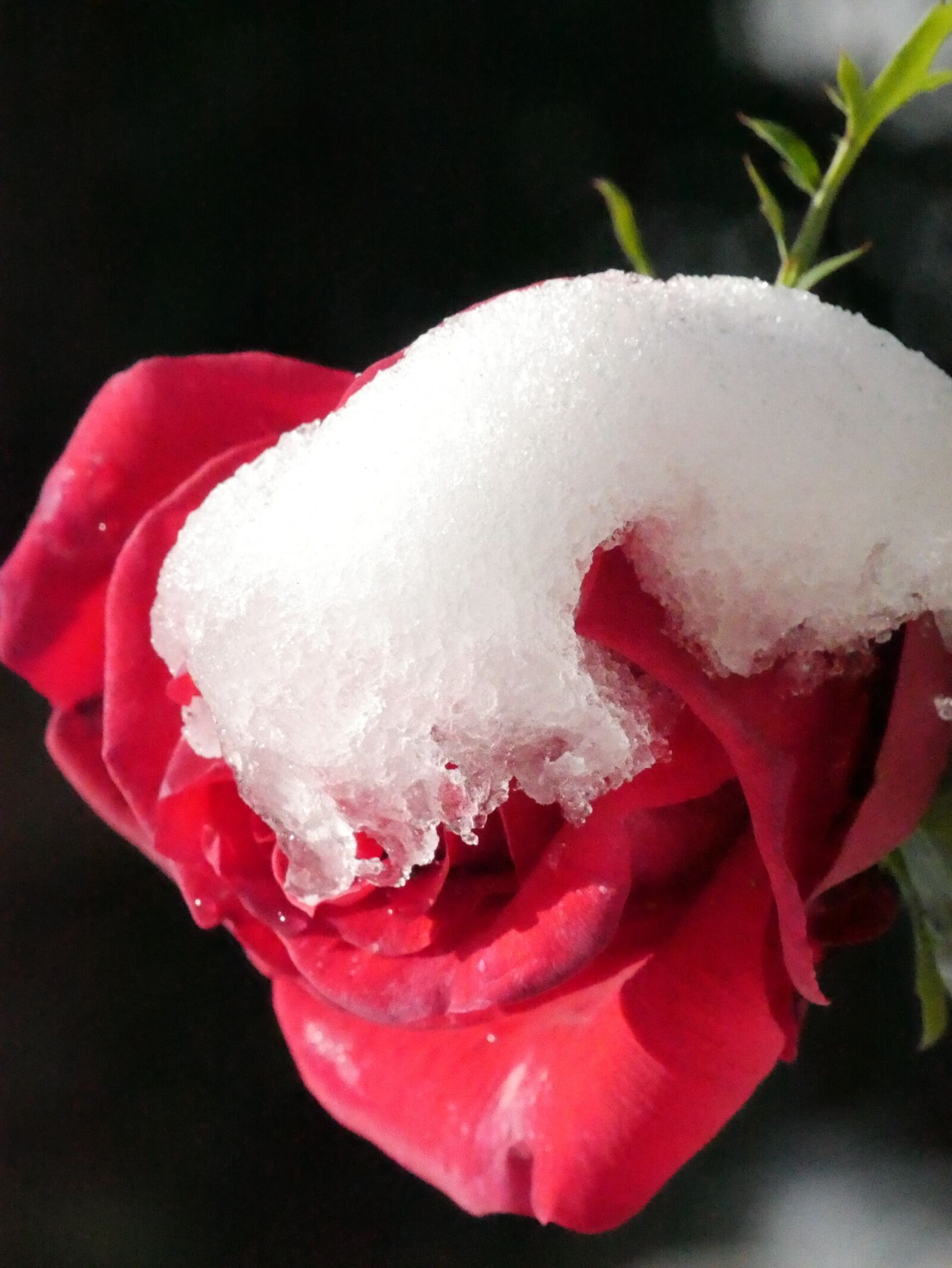 Panasonic Lumix DMC-G7 sample photo. Rose, flower, nature photography