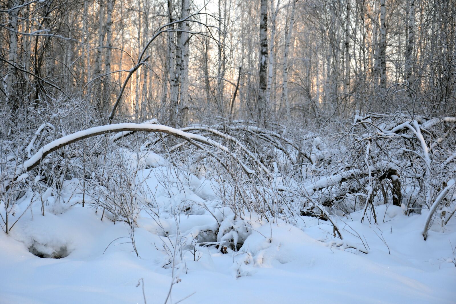 Nikon D3100 sample photo. Forest, winter, snow photography