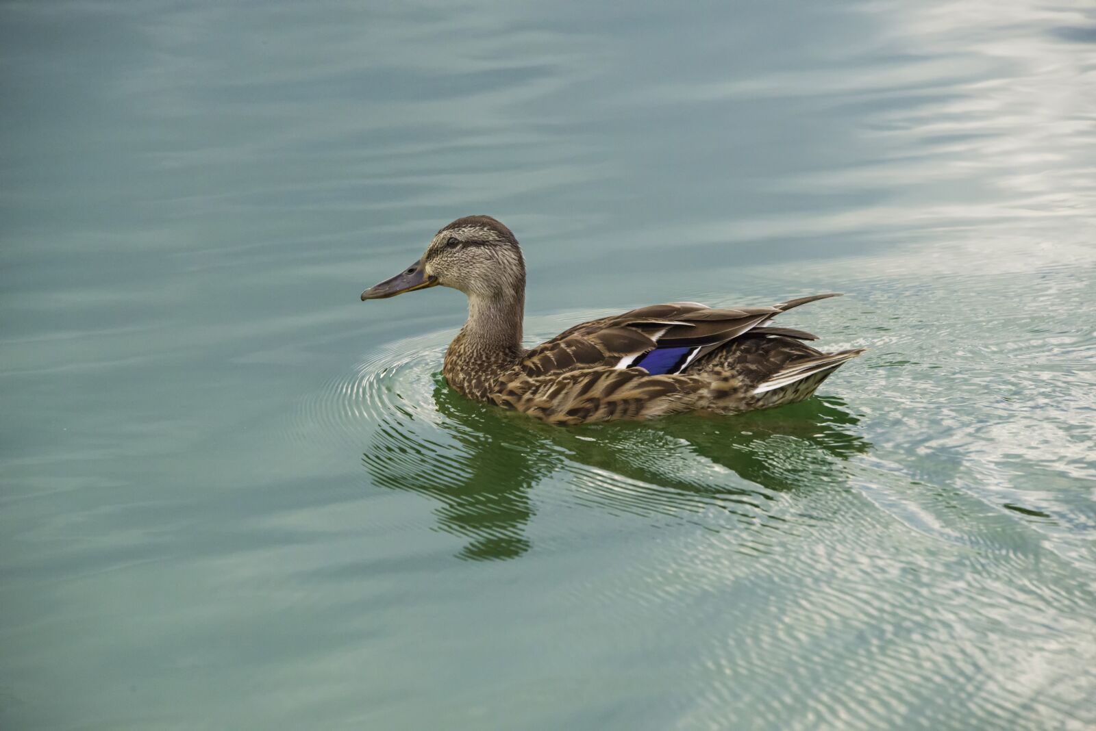 Nikon D800 sample photo. Duck, goose, water photography