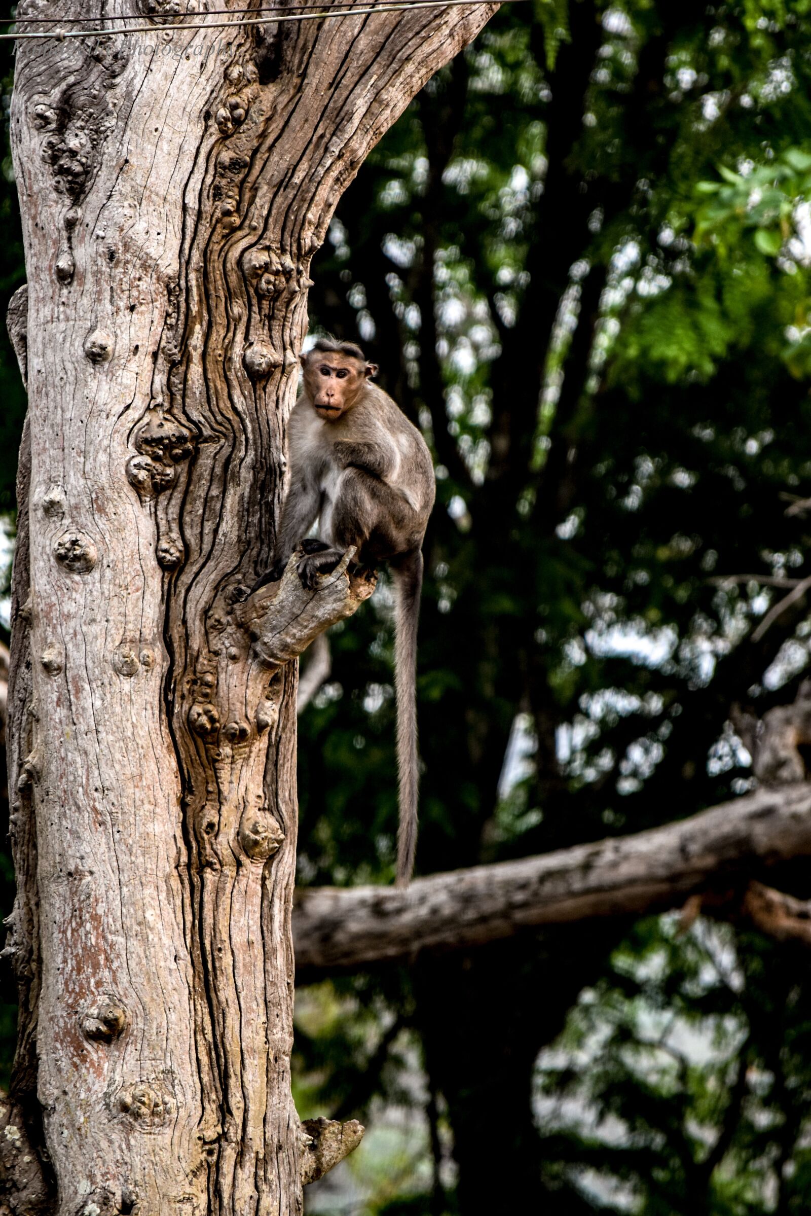 Nikon D5500 sample photo. Tree, wood, nature photography