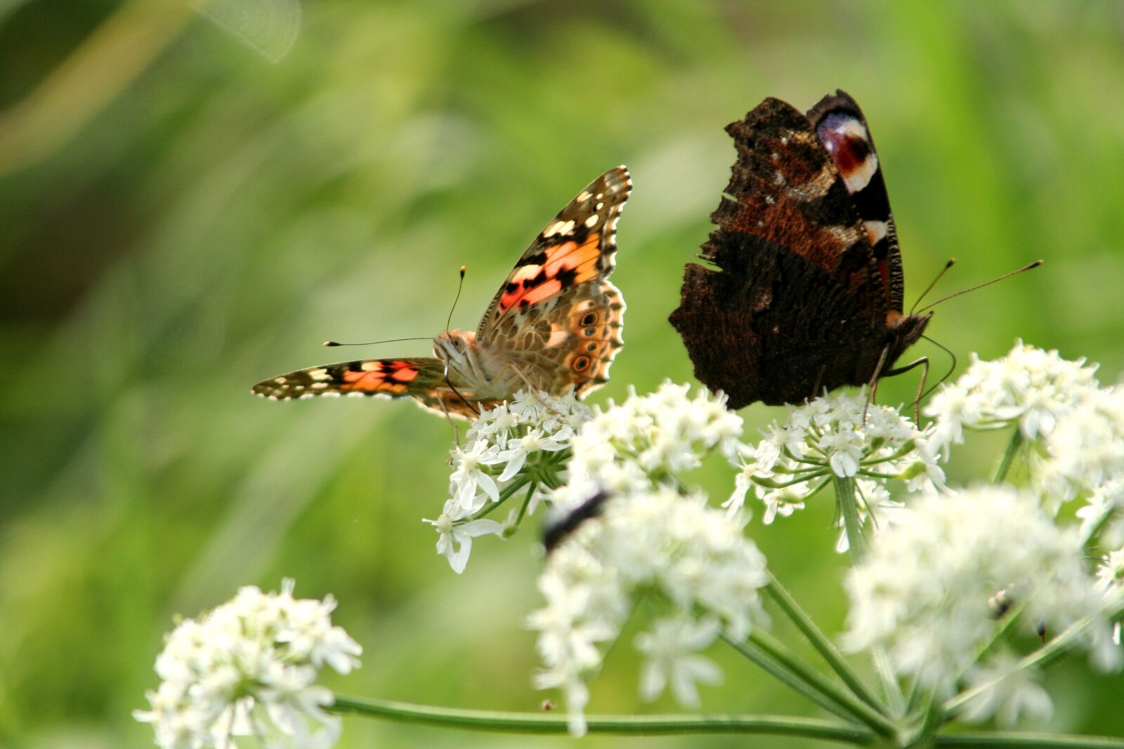 Canon EOS 350D (EOS Digital Rebel XT / EOS Kiss Digital N) sample photo. Butterflies, flowers, nature photography