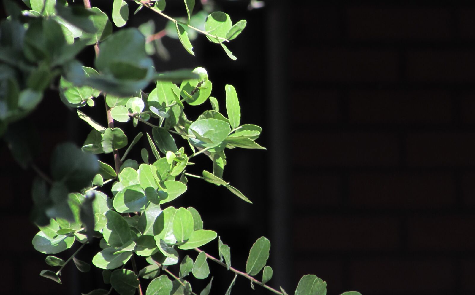 Canon PowerShot SX510 HS sample photo. Garden, black, plant photography