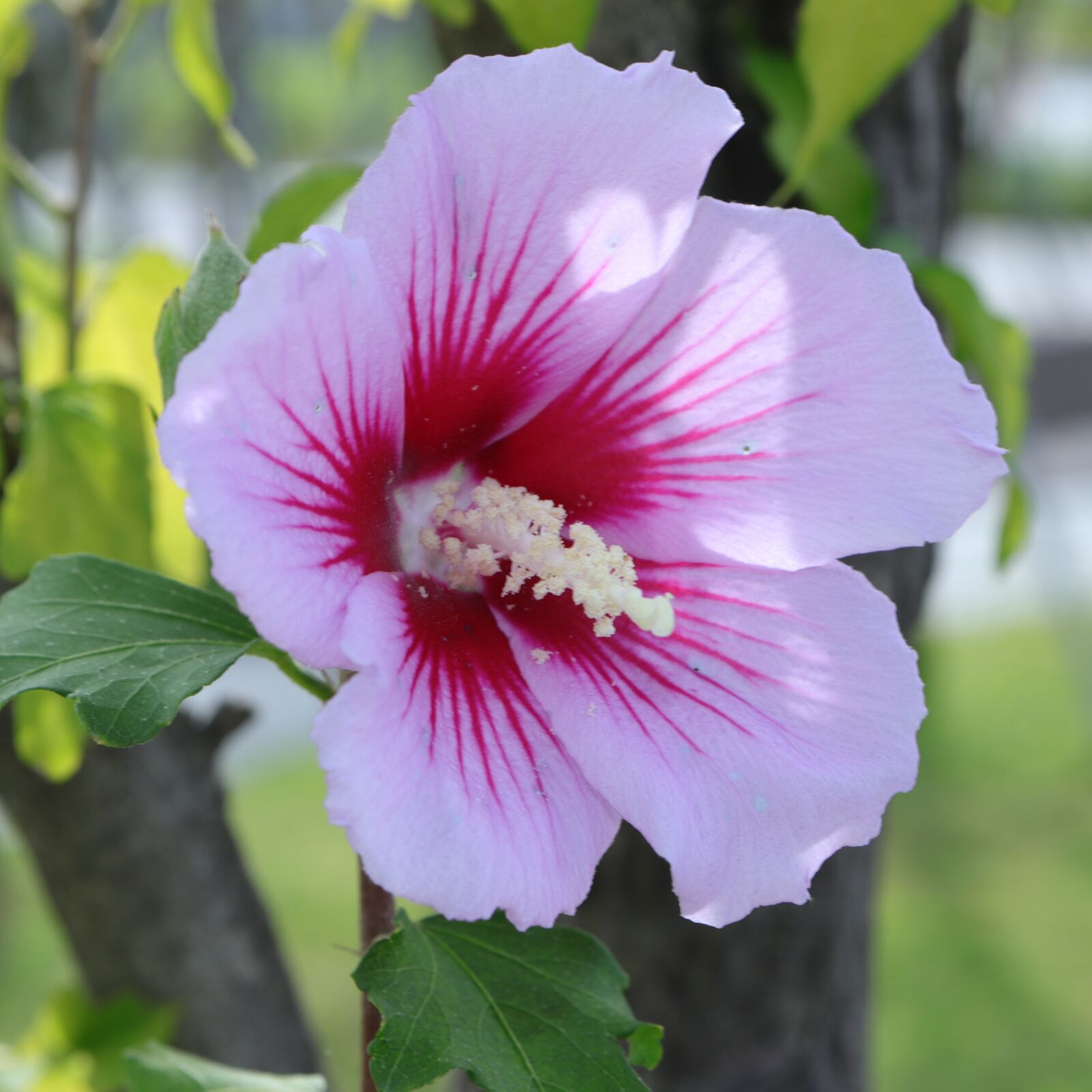 Canon EF-S 18-55mm F4-5.6 IS STM sample photo. Rose of sharon, rose photography