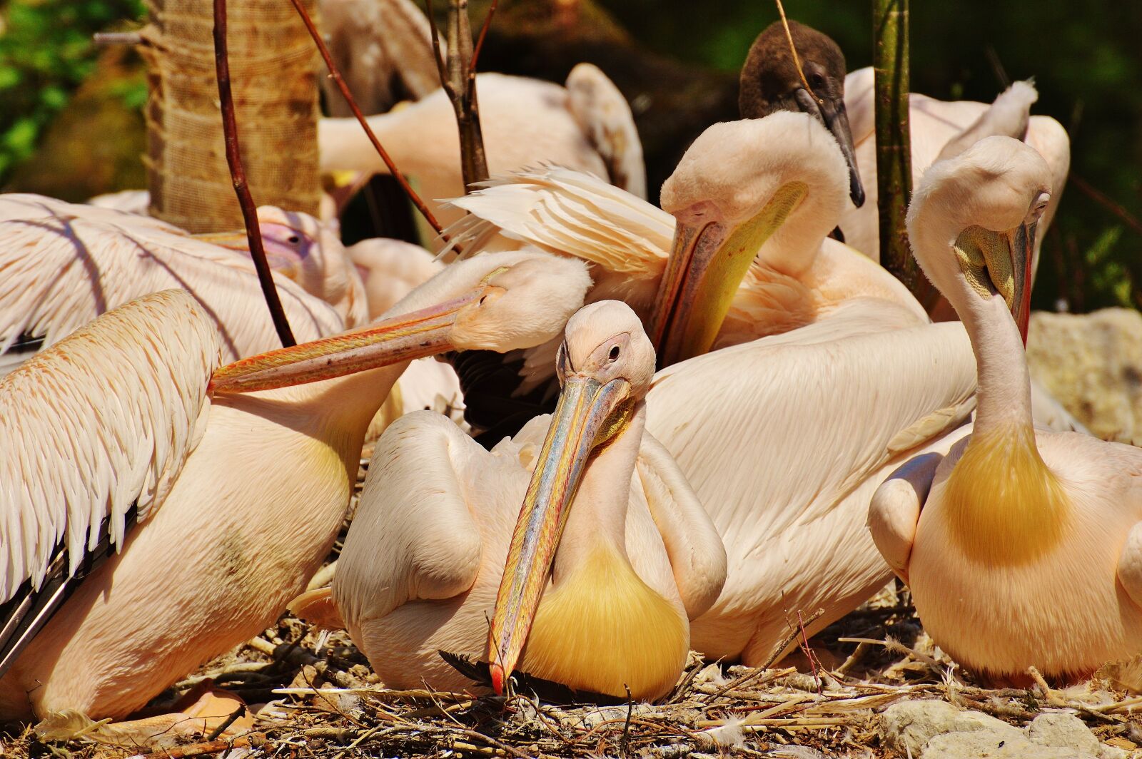 Nikon D3200 sample photo. Pelicans, birds, bill photography