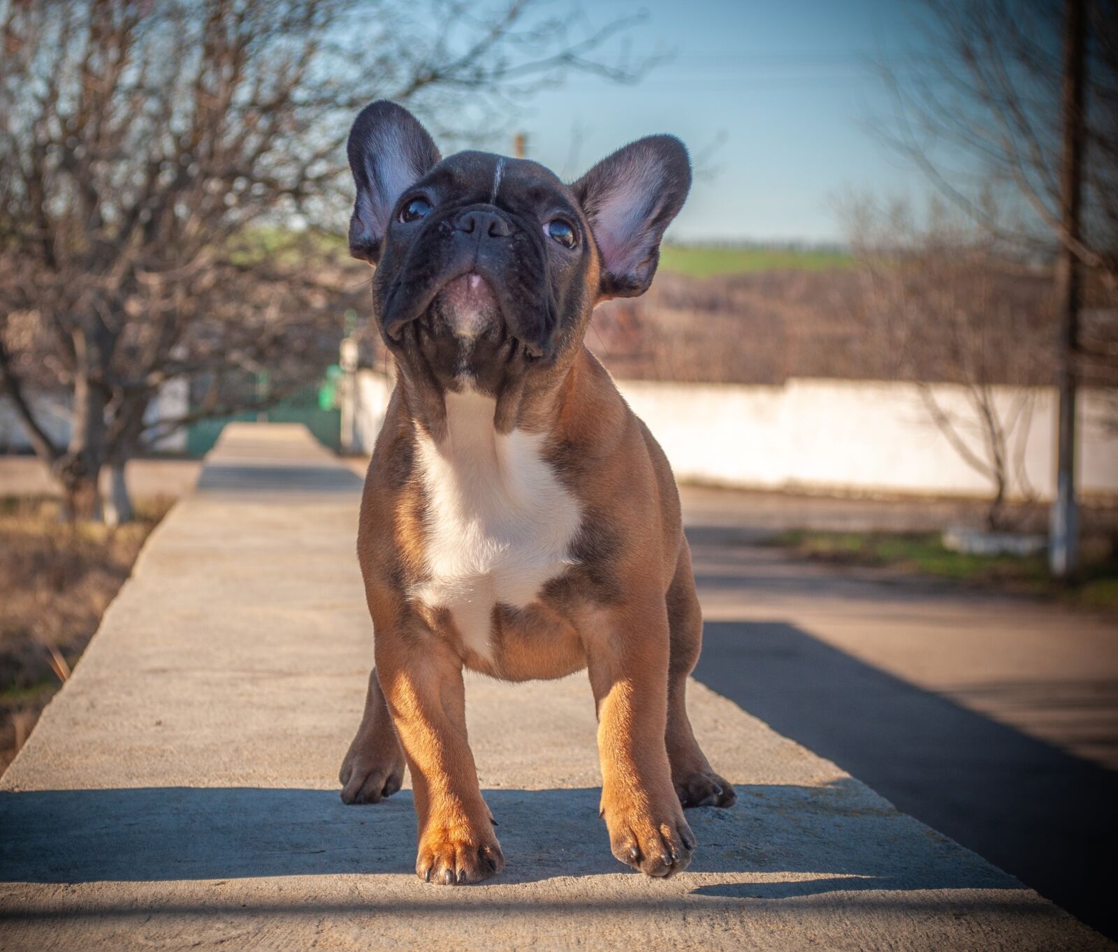 Nikon D5000 sample photo. French bulldog, puppy, pet photography