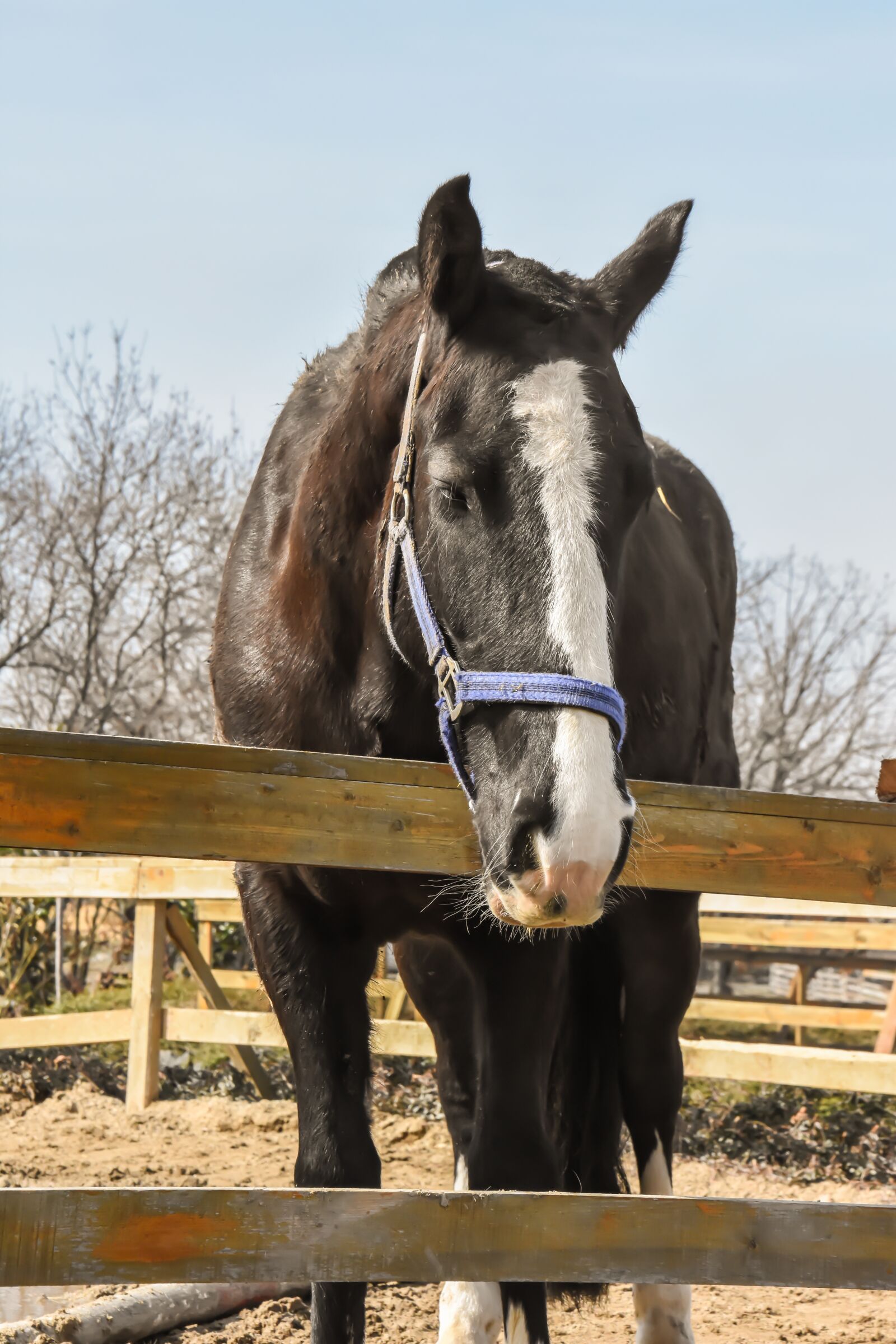Nikon D7200 sample photo. Horse, farm, horses photography