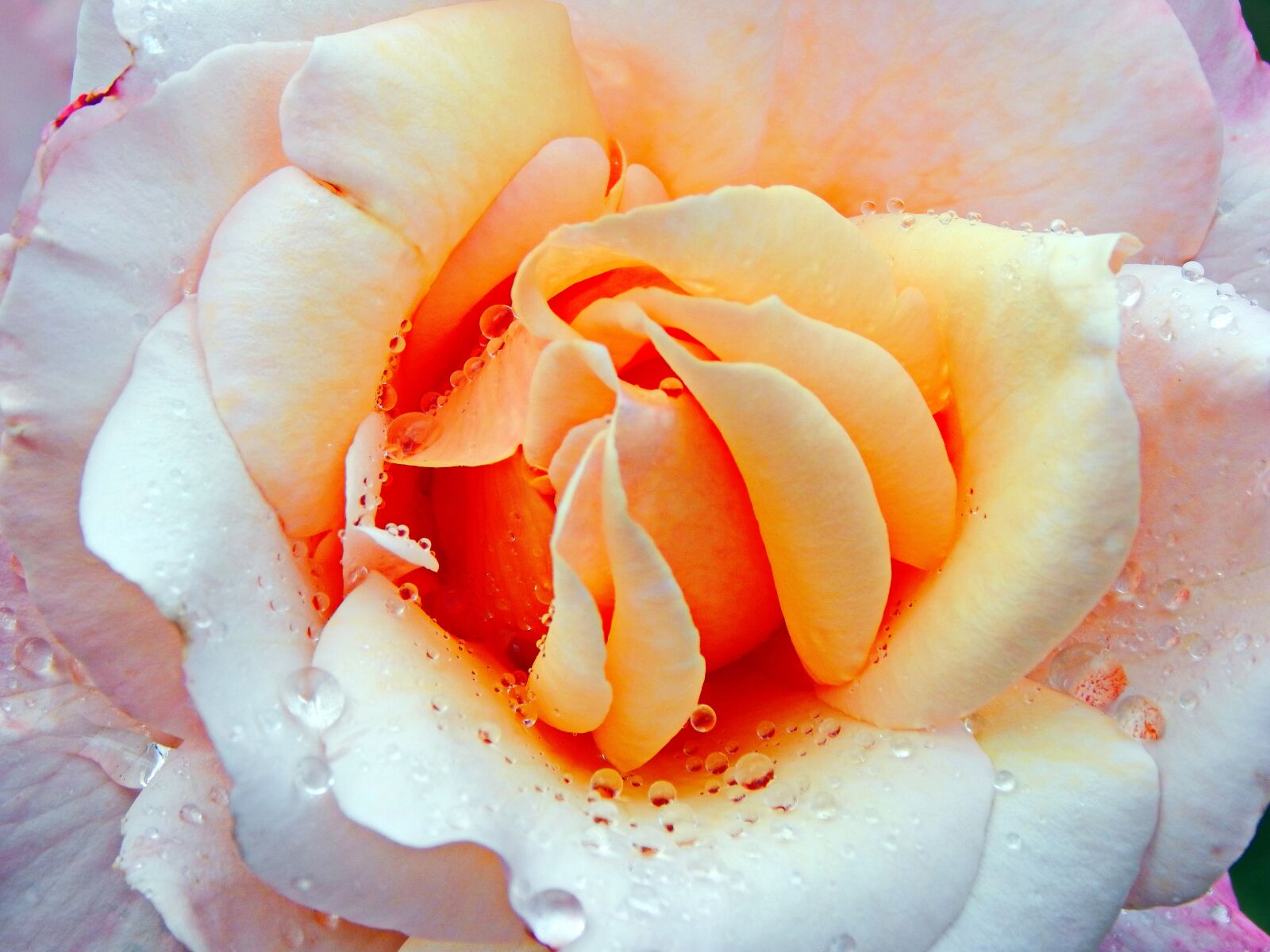 Nikon Coolpix L830 sample photo. Yellow roses, beautiful, flower photography