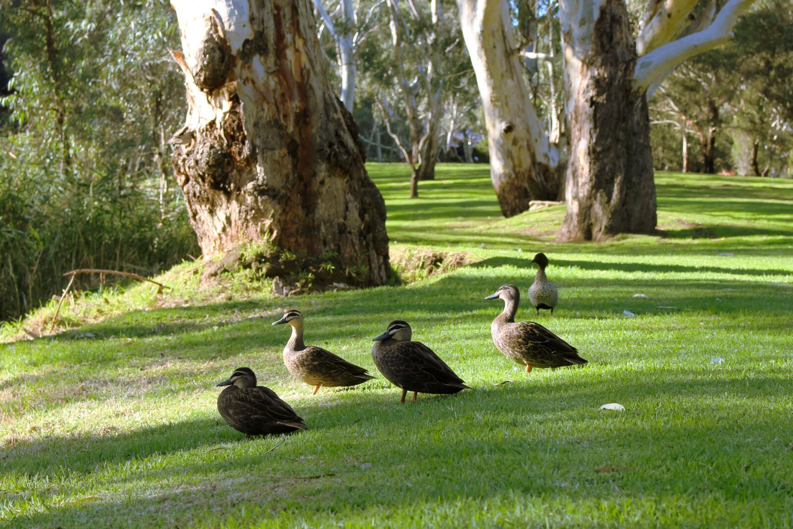 Canon EOS 700D (EOS Rebel T5i / EOS Kiss X7i) sample photo. Pacific black ducks, ducks photography