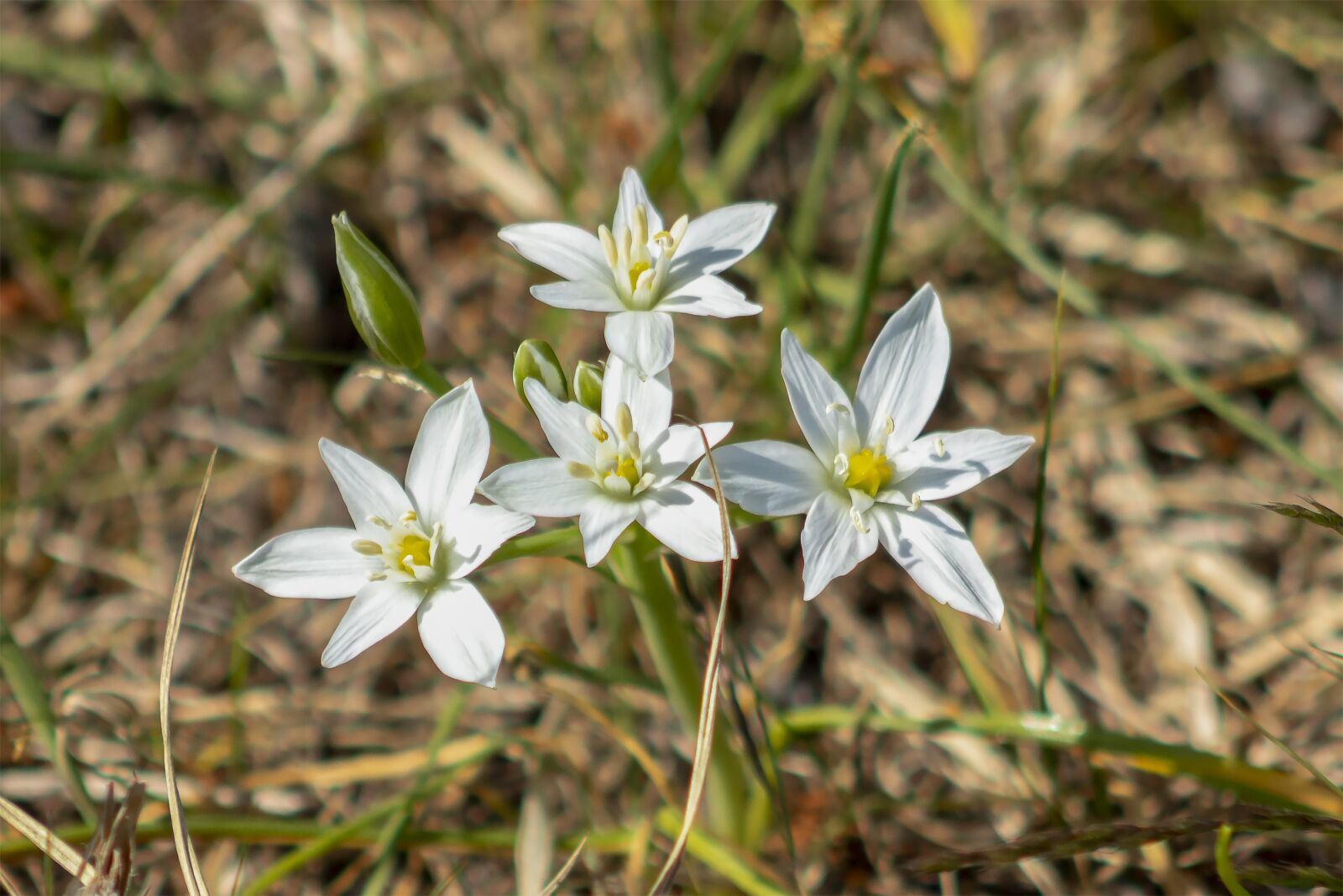 Canon EF75-300mm f/4-5.6 sample photo. Justin, field, wildflower photography