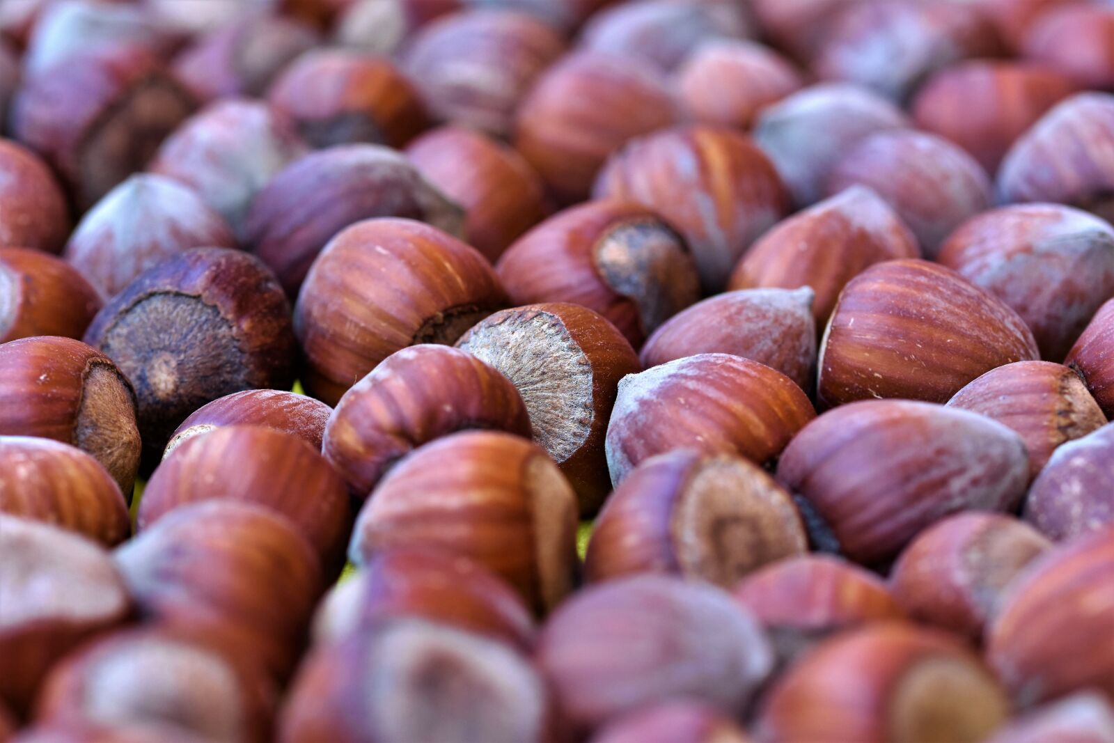 Nikon D7200 sample photo. Hazelnut, nut, food photography