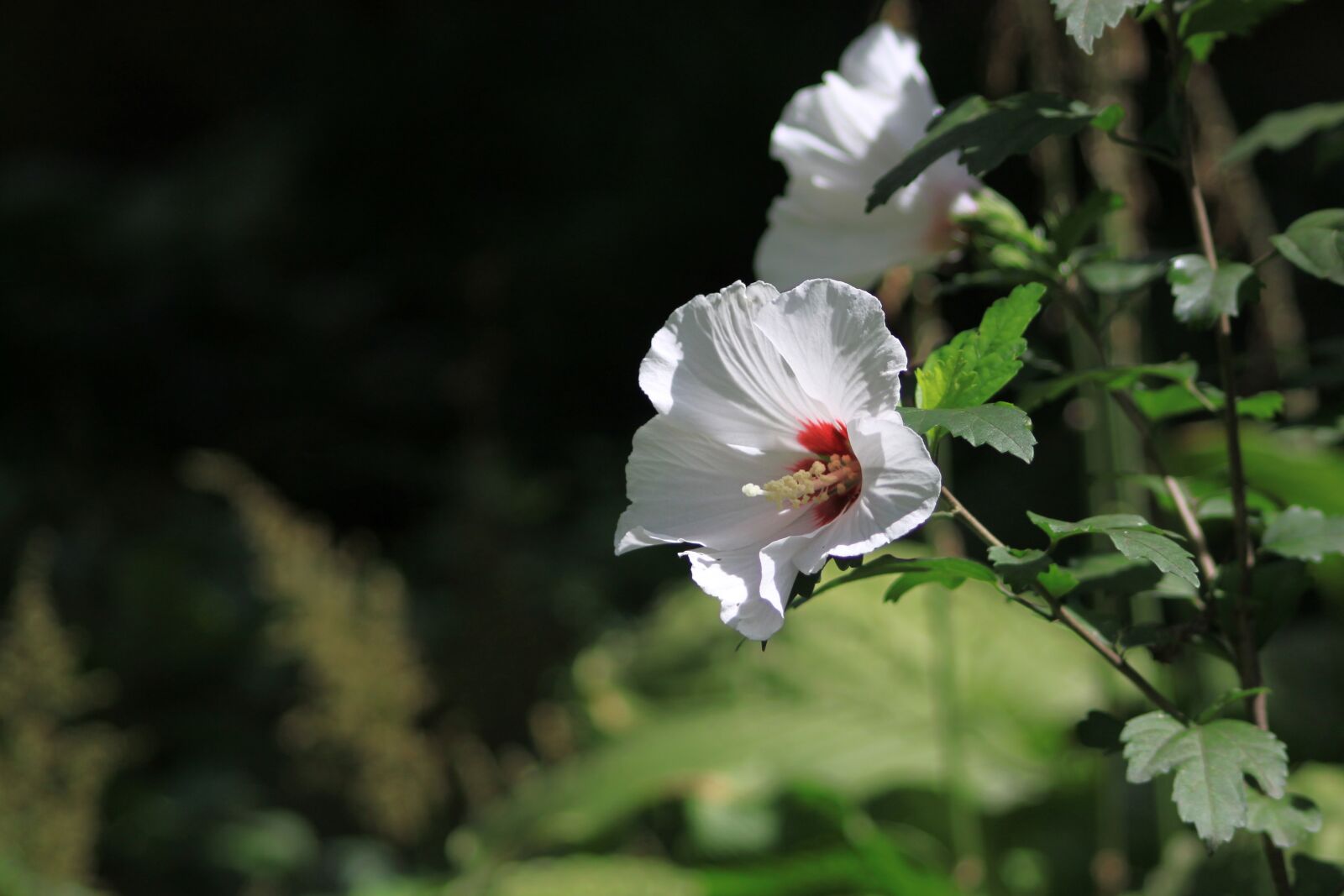 Canon EOS 500D (EOS Rebel T1i / EOS Kiss X3) sample photo. Rose, sharon, rose of photography