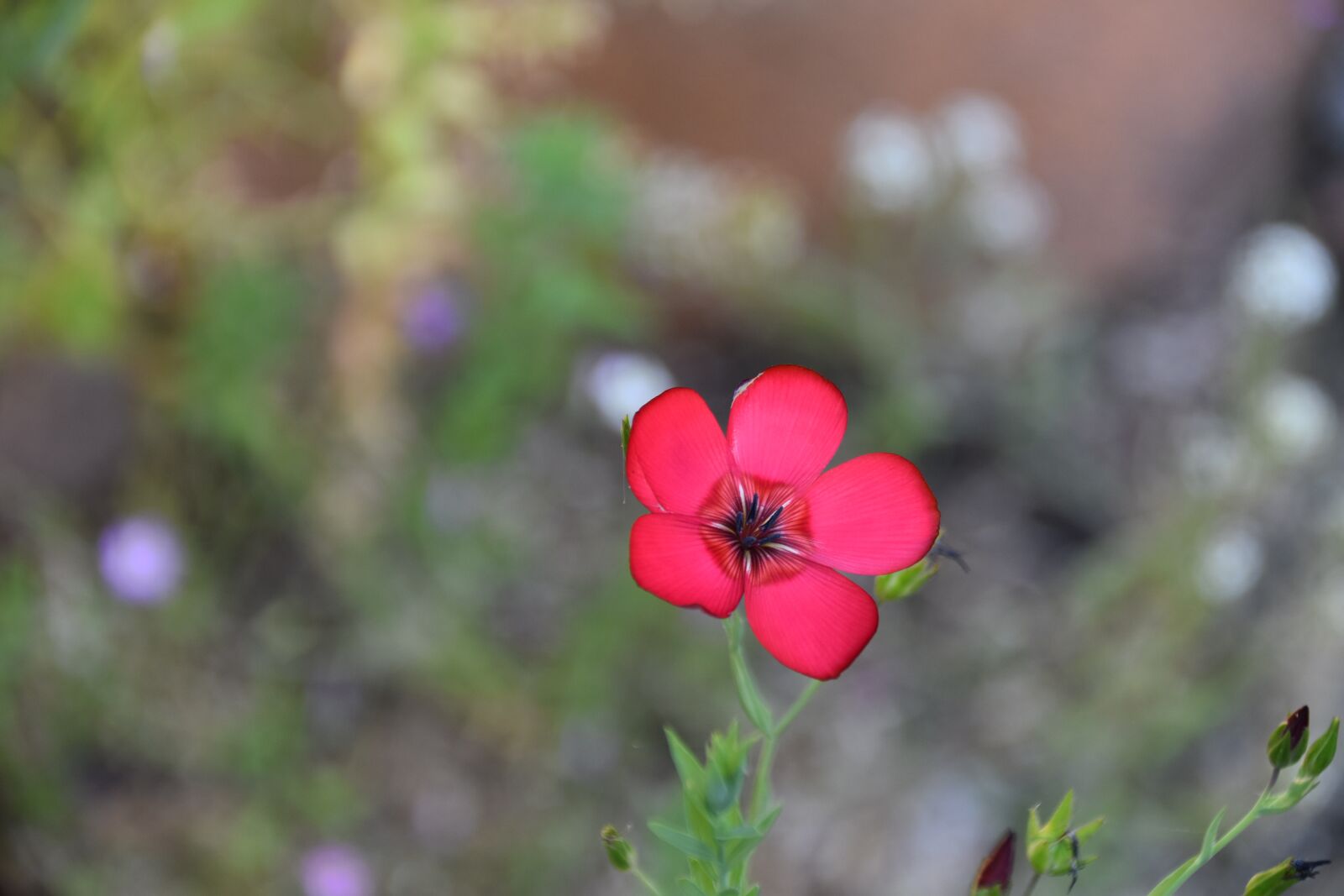 Nikon D5600 sample photo. Flower, pink flower, nature photography