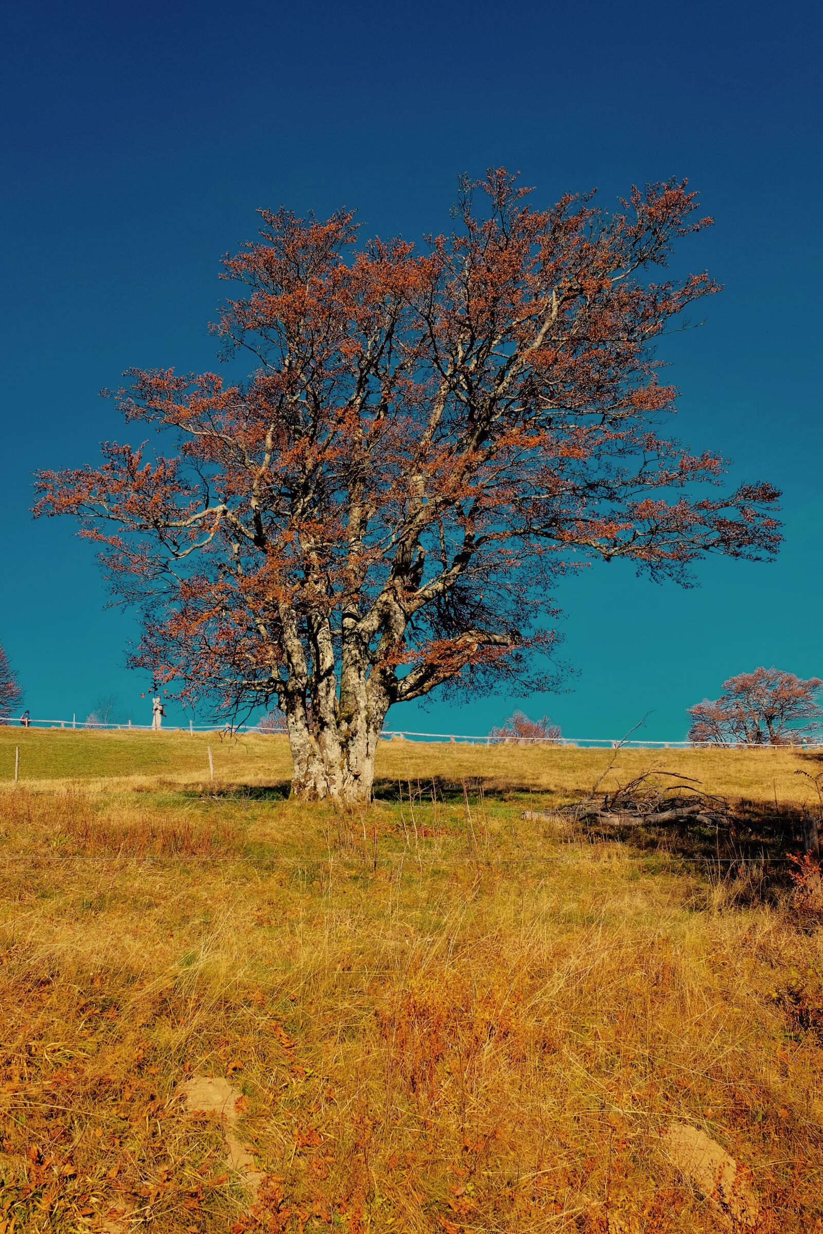 Fujifilm X-T1 sample photo. Tree, landscape, nature photography