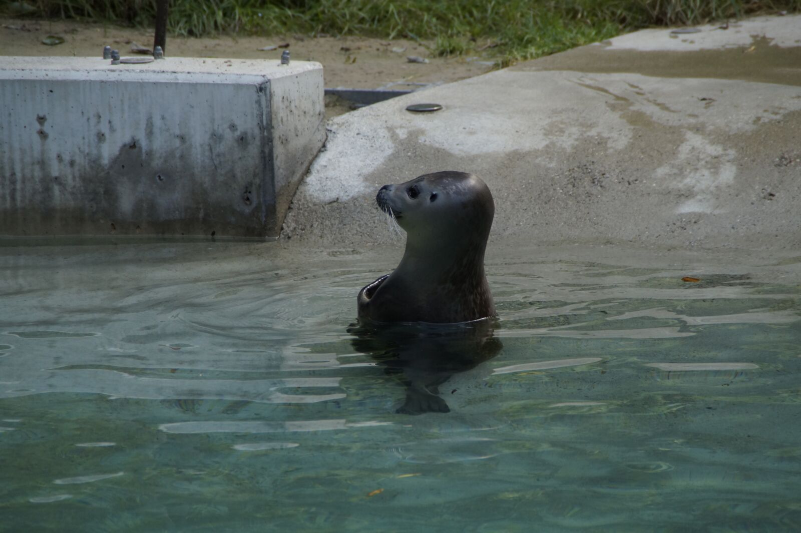 Sony SLT-A58 sample photo. Seal, water, meeresbewohner photography