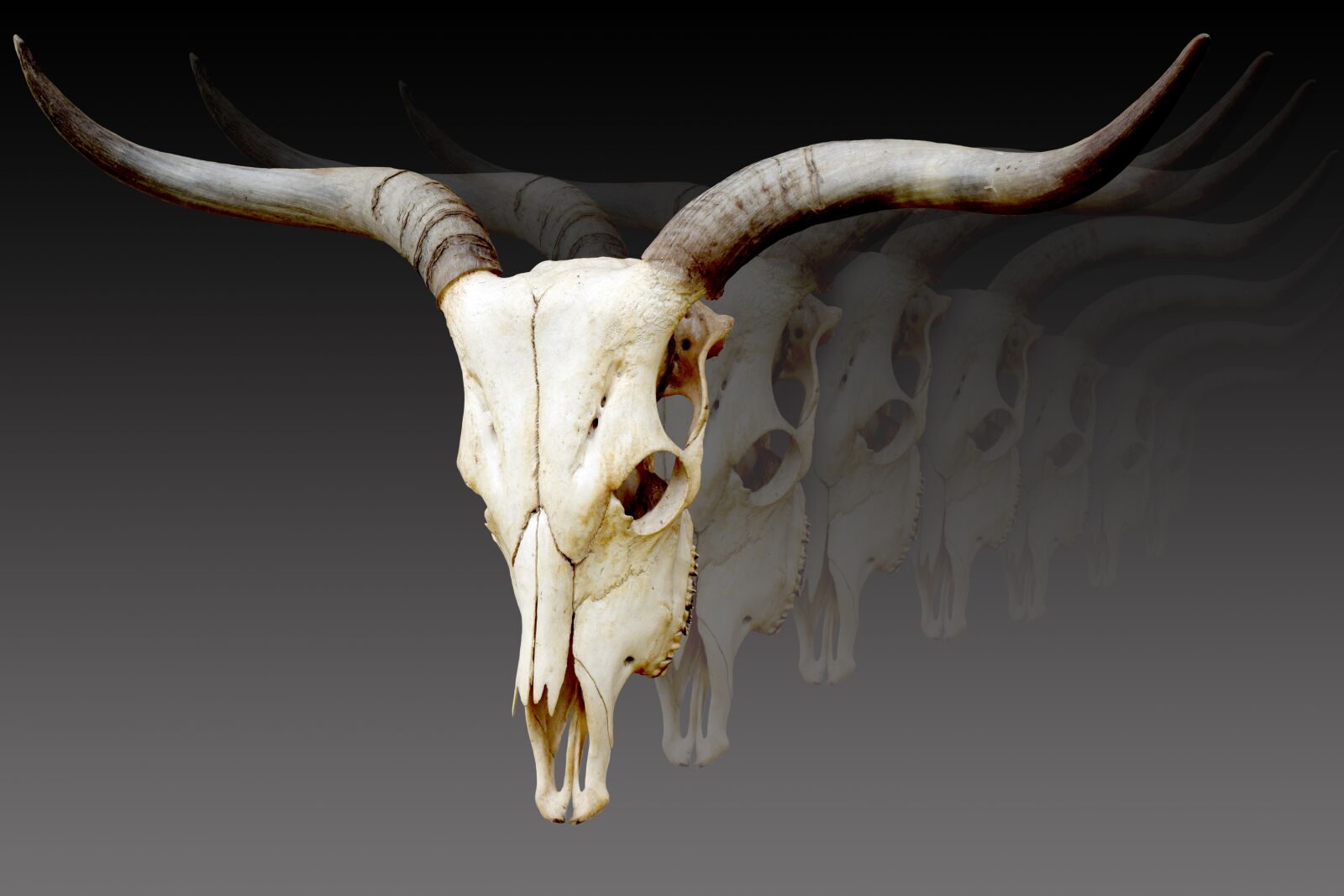 Nikon D5300 sample photo. Skull, animal world, horn photography