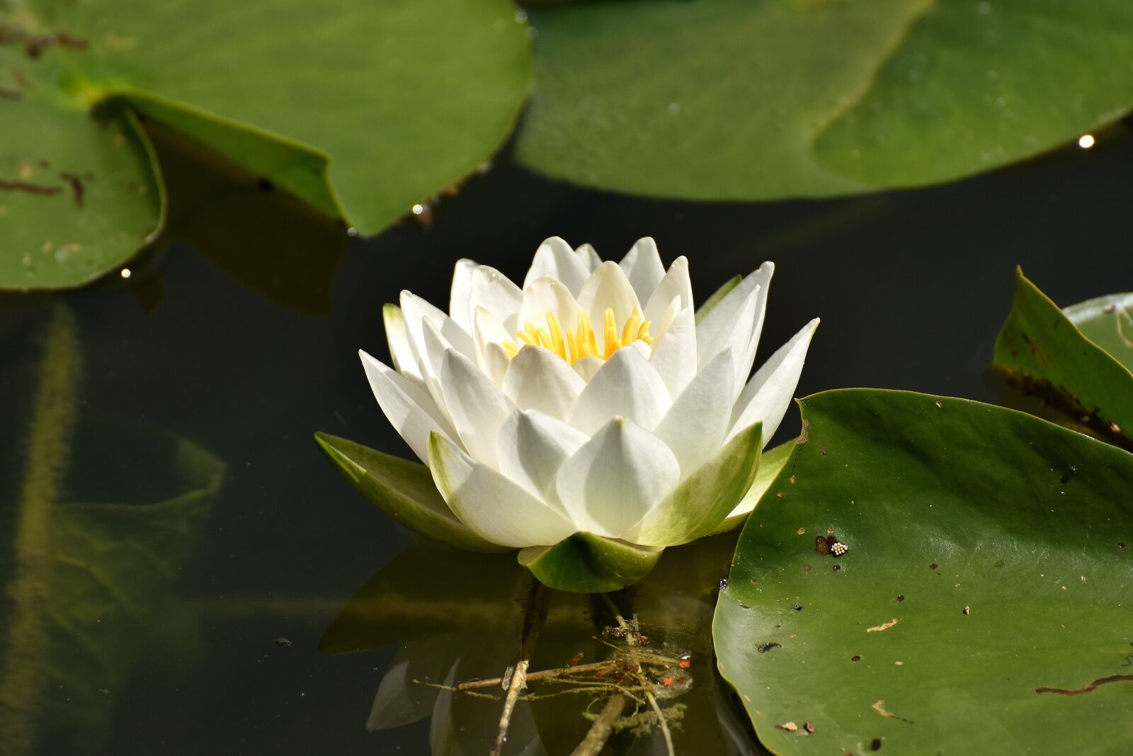 Nikon D7200 sample photo. Water lilies, white, summer photography