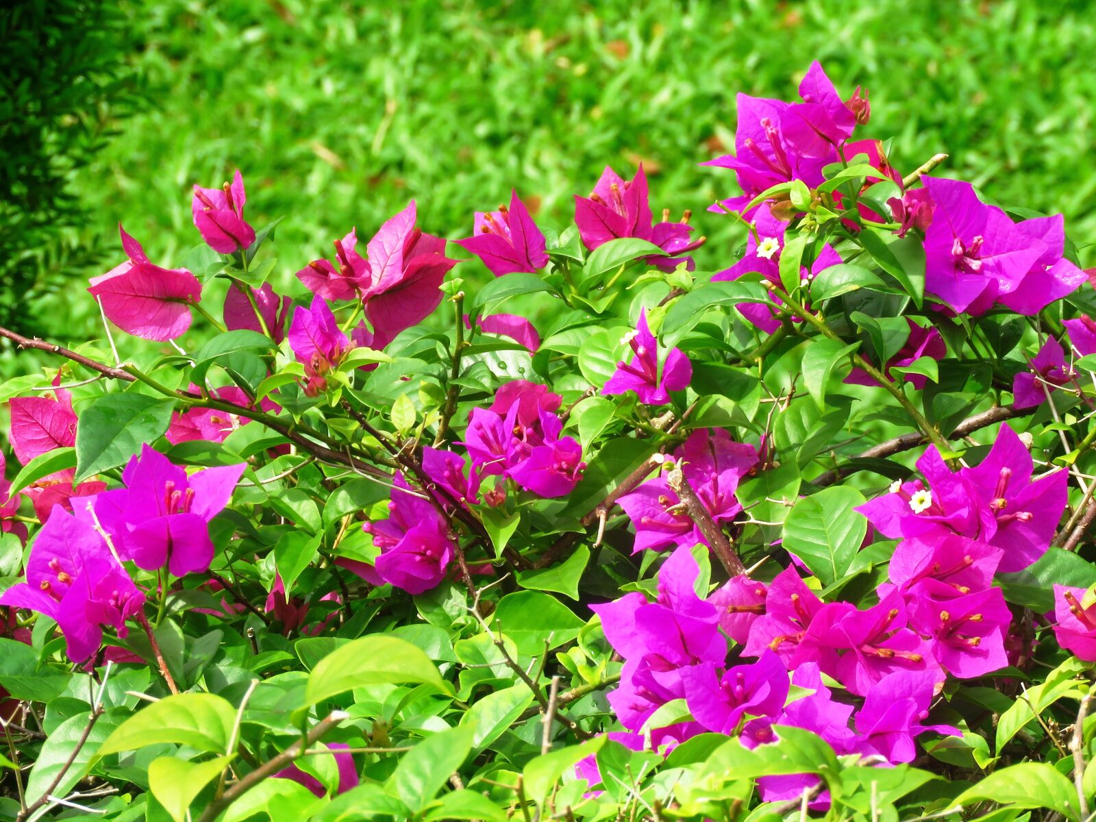 Canon PowerShot SX60 HS sample photo. Flowers, garden, nature photography