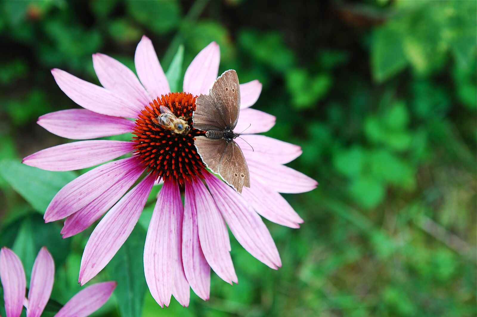 Nikon D40 sample photo. Flower, bee, nature photography