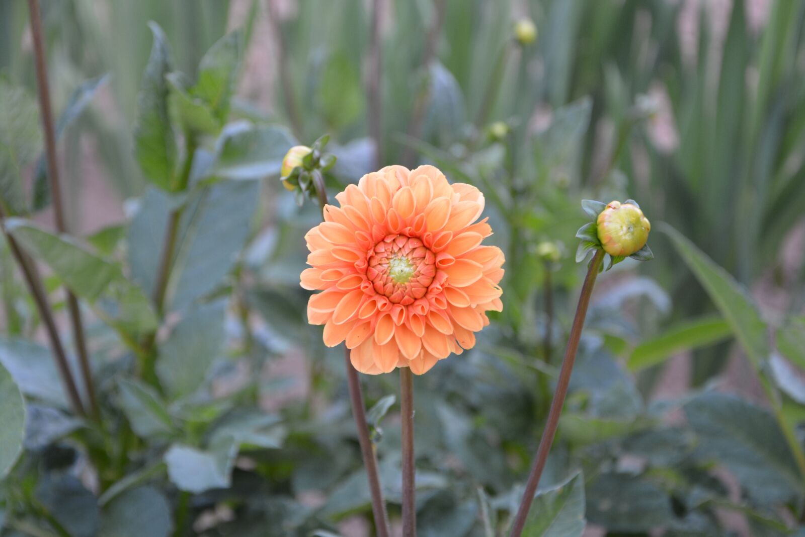 Nikon D5200 sample photo. Flower, plants, flower flower photography